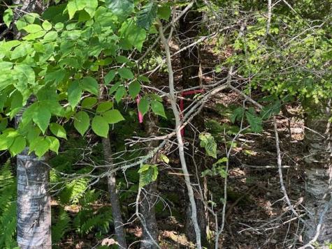 Lot #4 Bonnie Way Winterport ME 04496