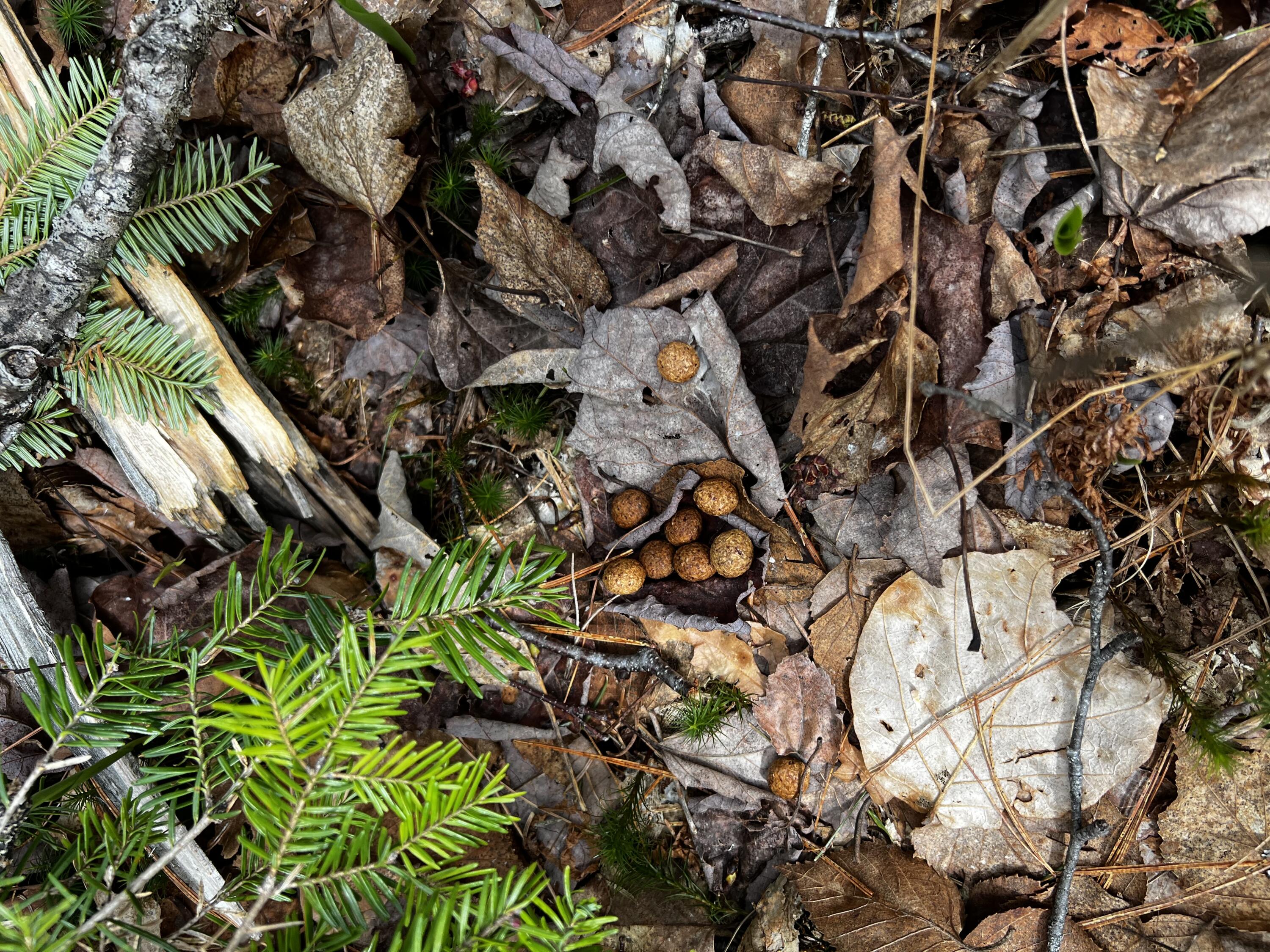 Lot 69 Campground Road Searsport ME 04974