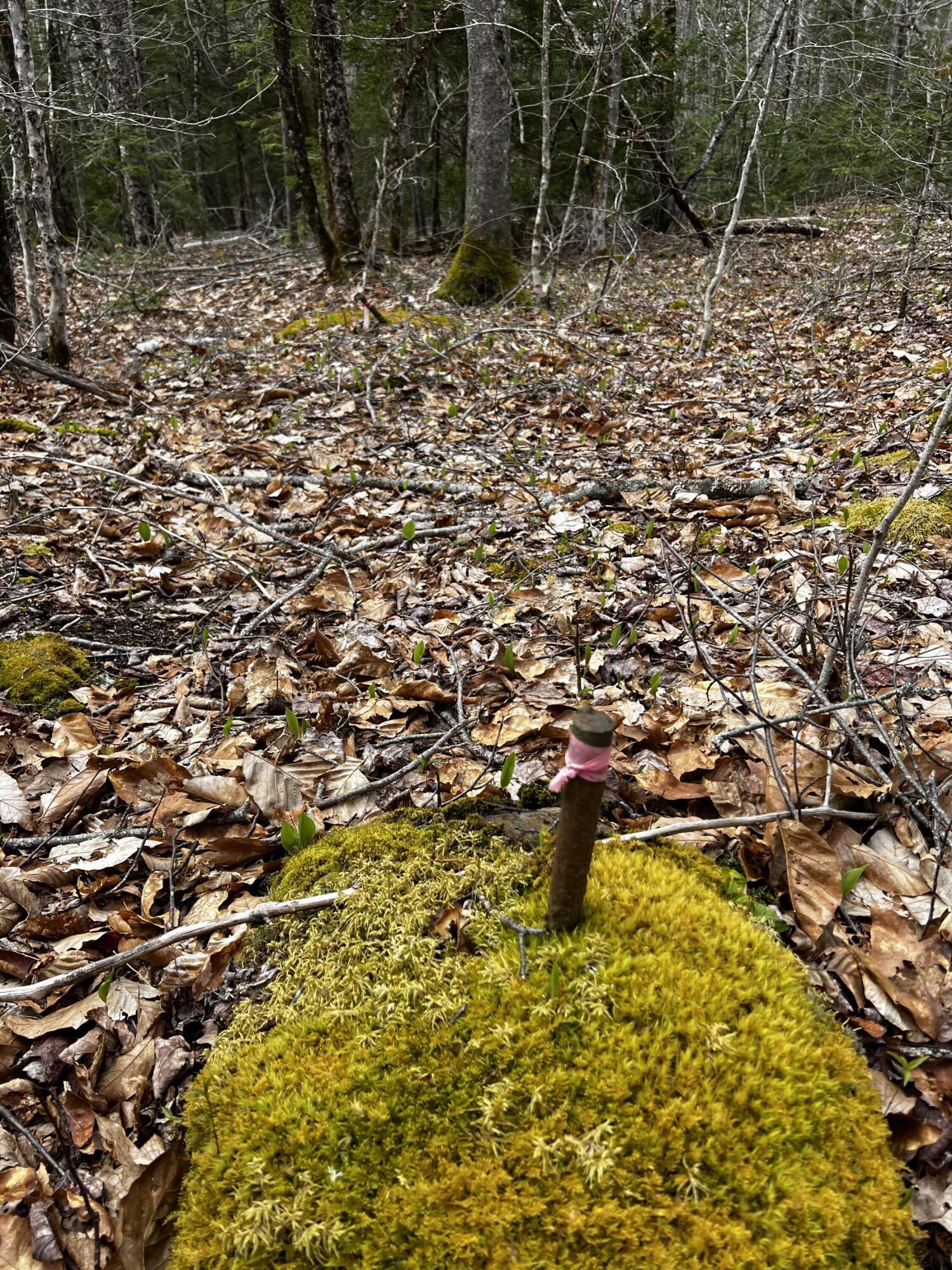 Lot 69 Campground Road Searsport ME 04974