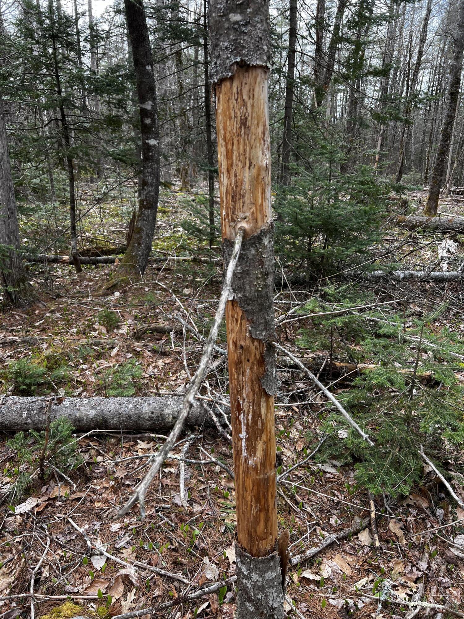 Lot 69 Campground Road Searsport ME 04974