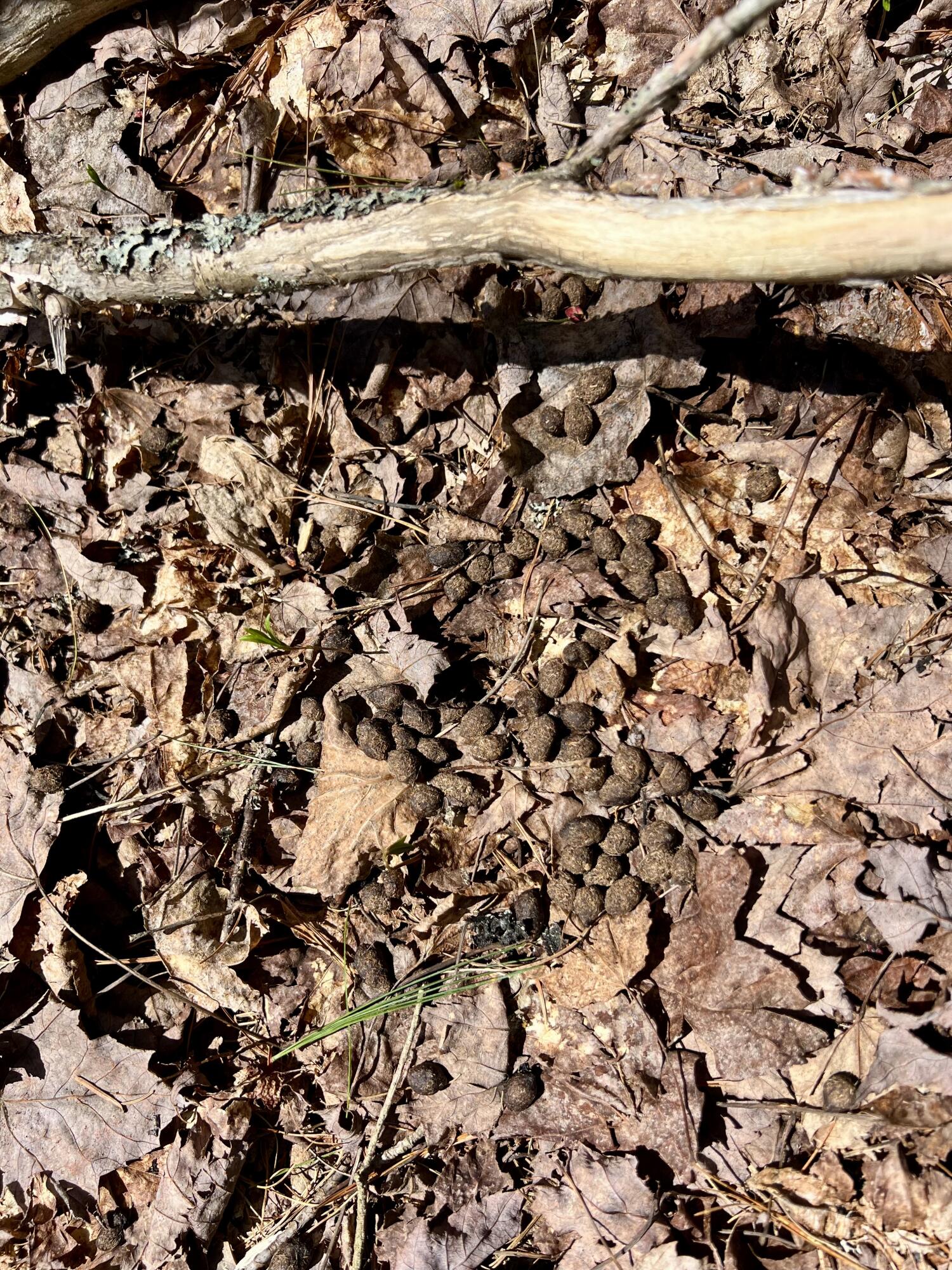 Lot 69 Campground Road Searsport ME 04974