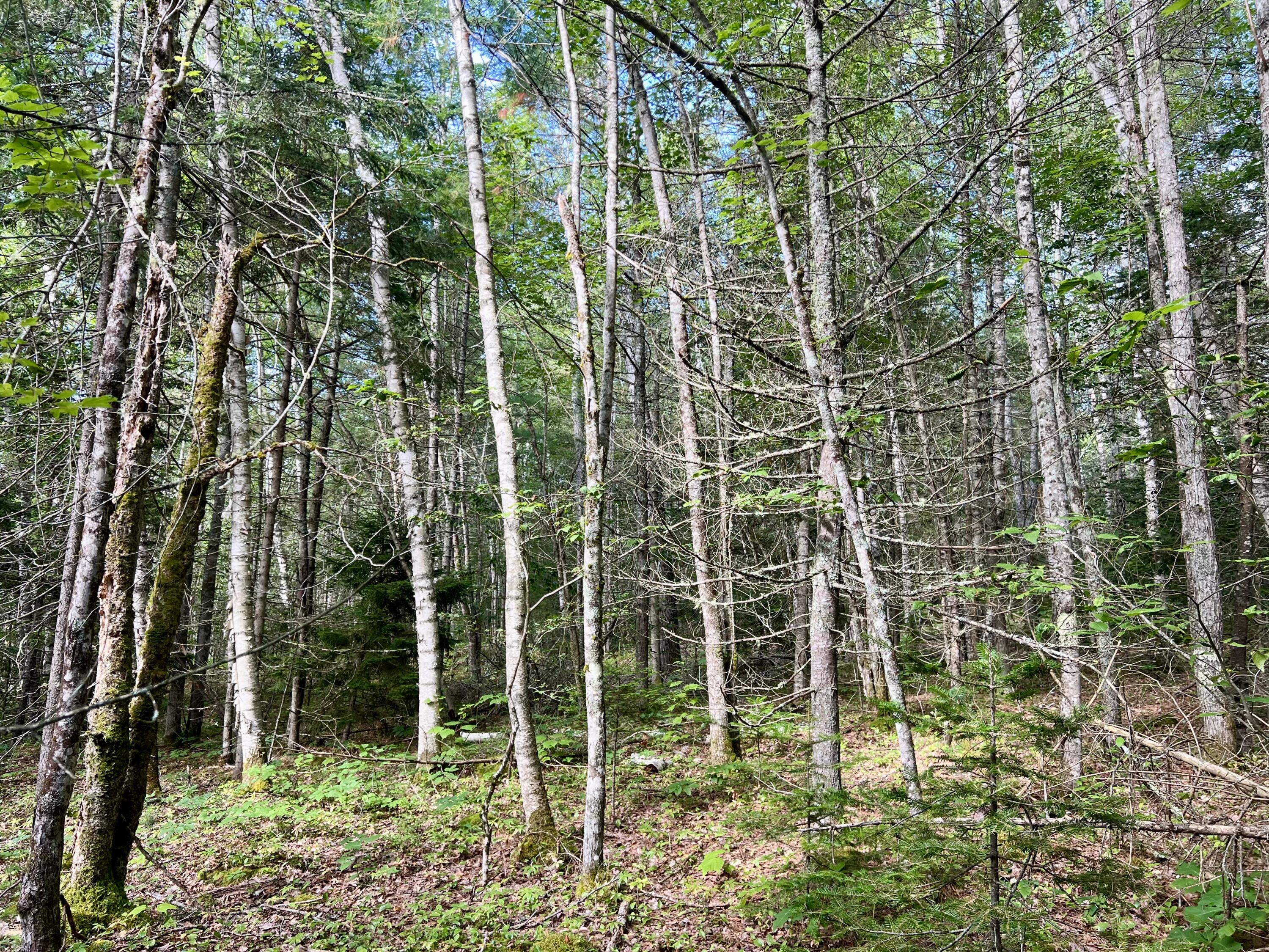 Lot 69 Campground Road Searsport ME 04974