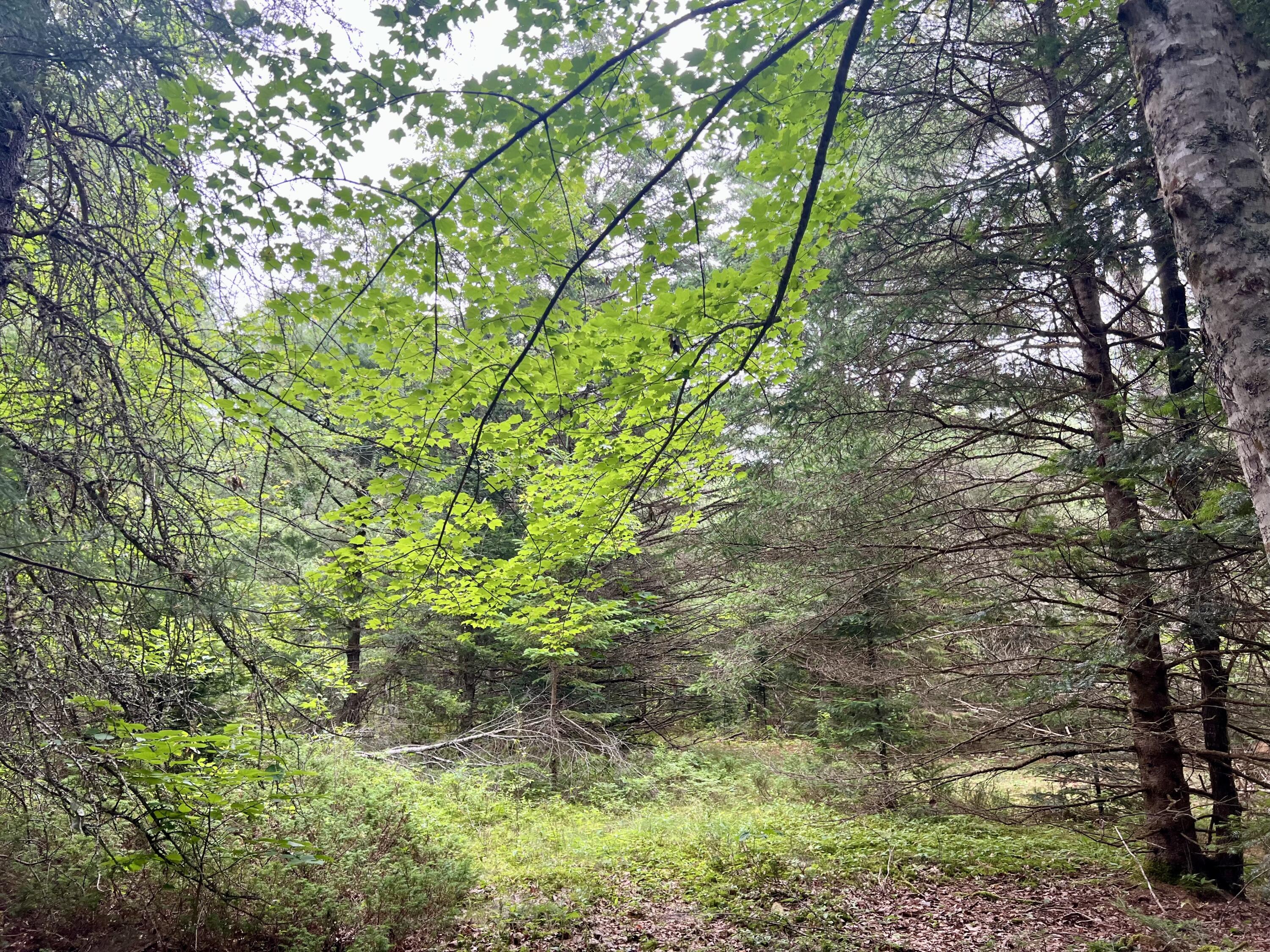 Lot 69 Campground Road Searsport ME 04974