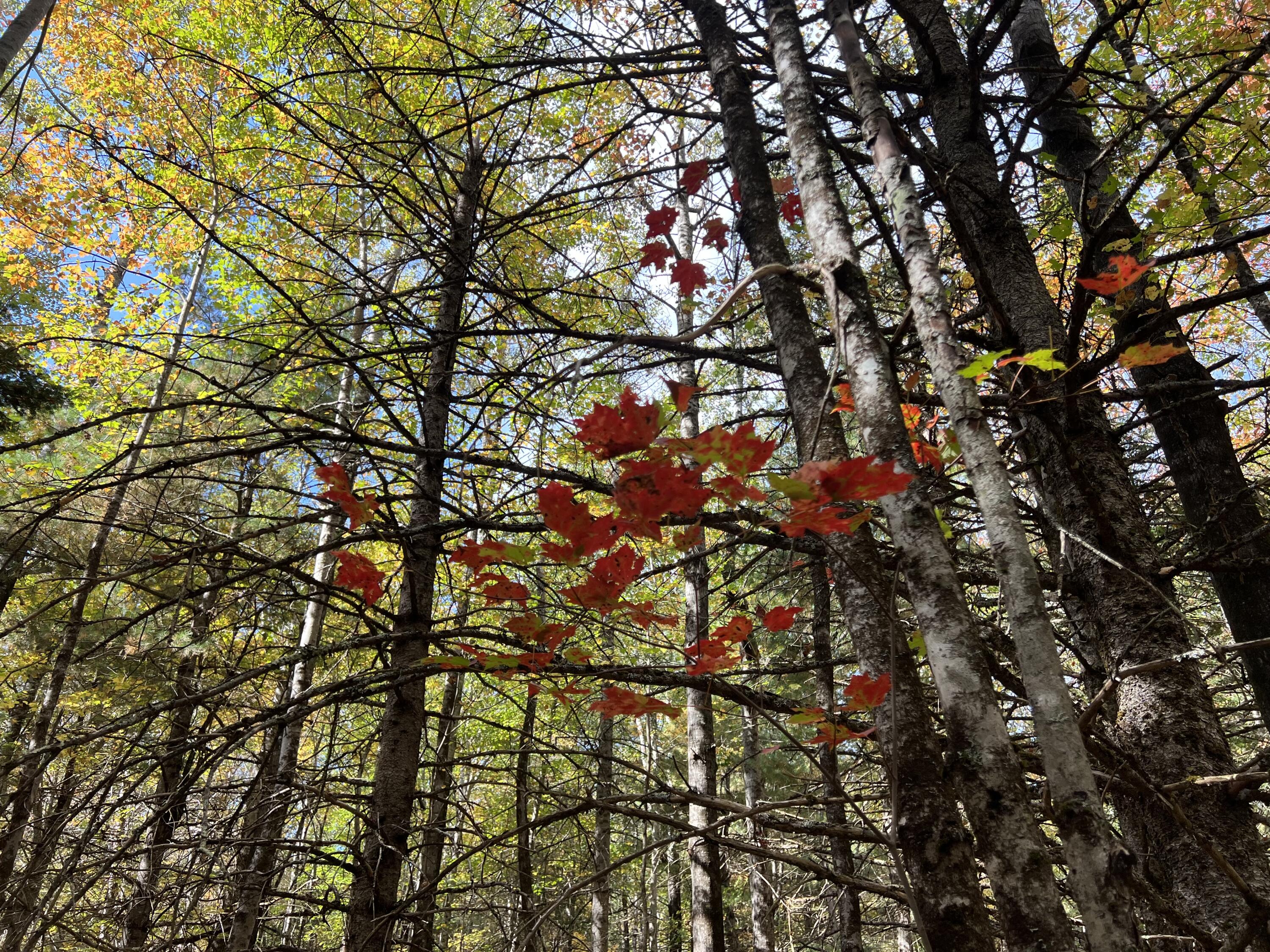 Lot 69 Campground Road Searsport ME 04974