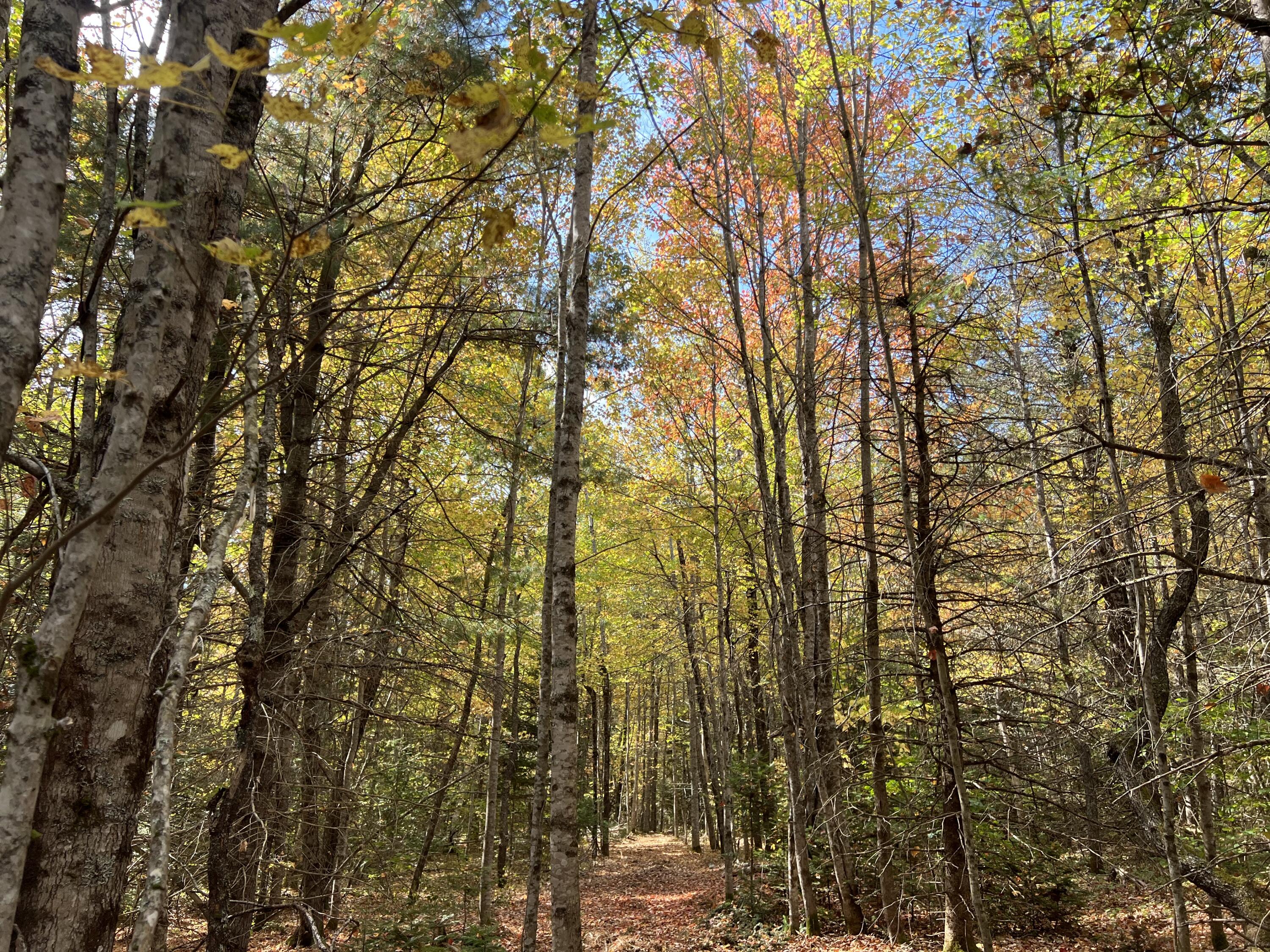 Lot 69 Campground Road Searsport ME 04974