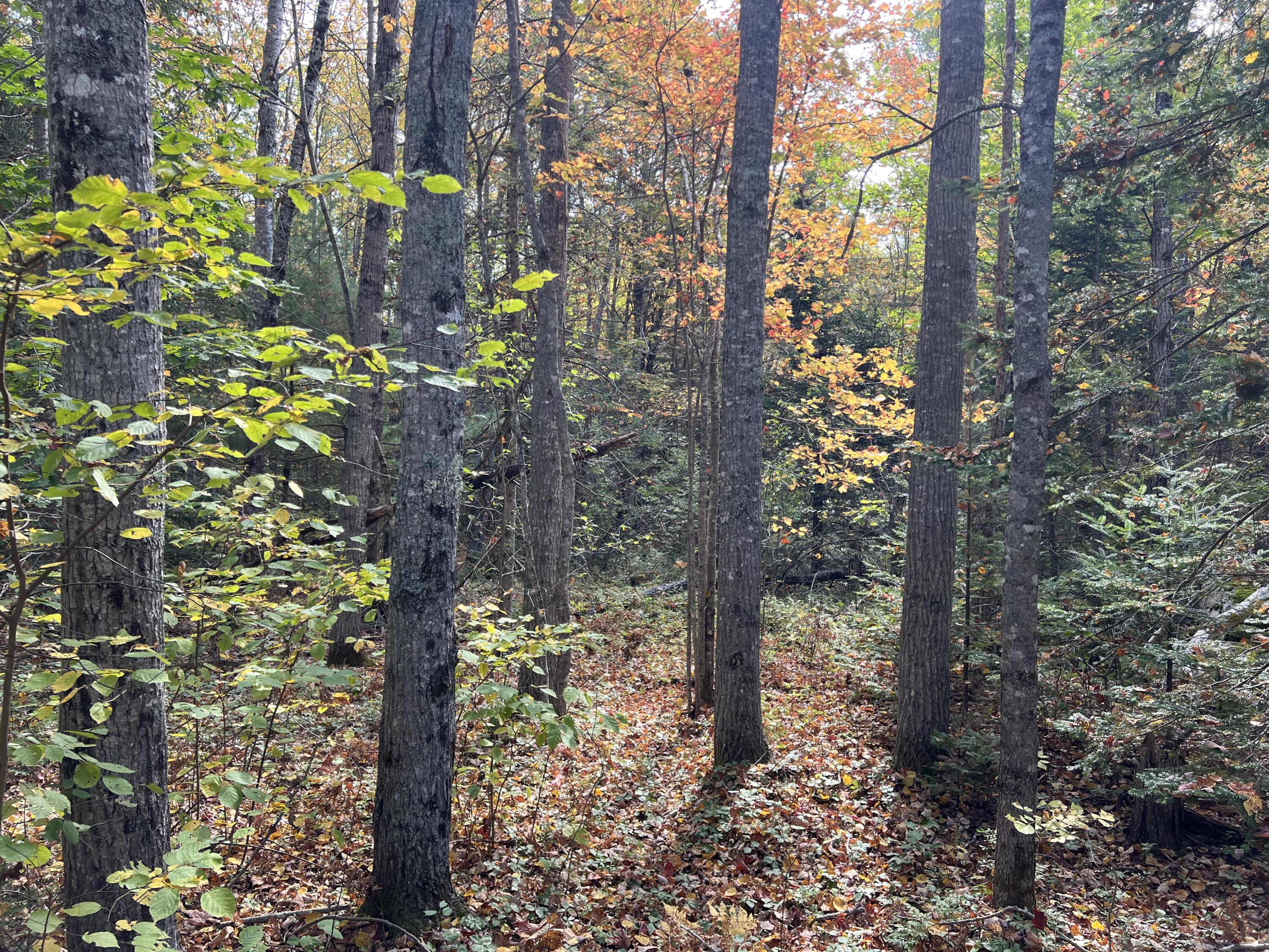 Lot 69 Campground Road Searsport ME 04974