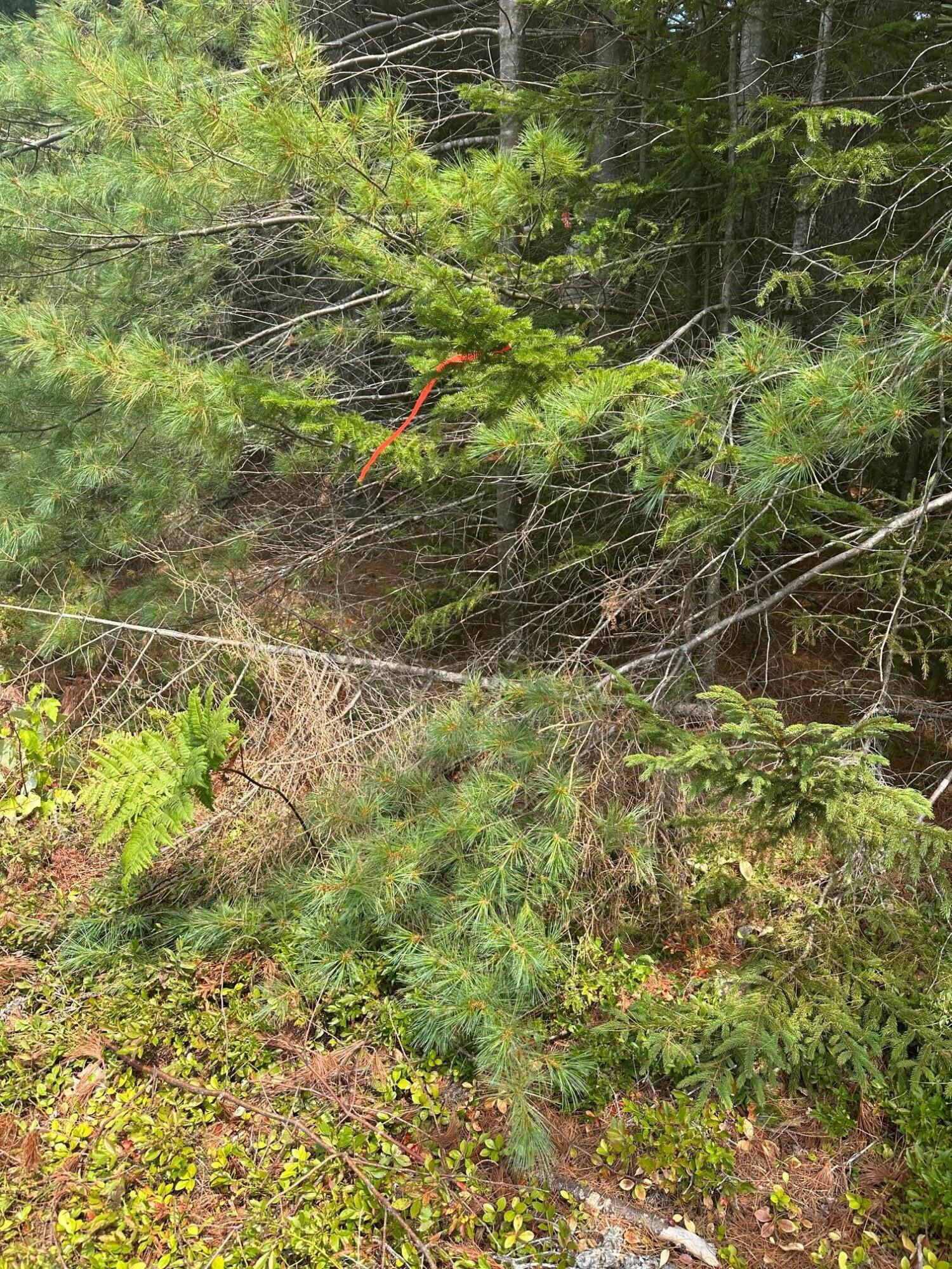 0 Route 1- 0 Gouldsboro Point Road Gouldsboro ME 04607