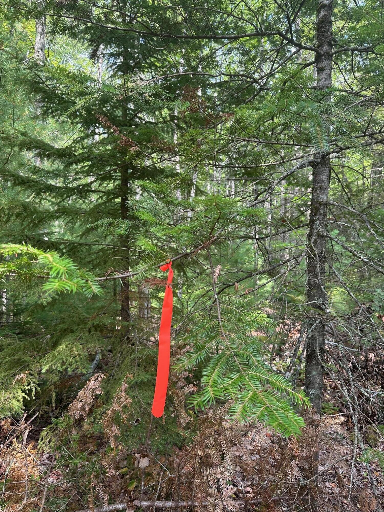 0 Route 1- 0 Gouldsboro Point Road Gouldsboro ME 04607