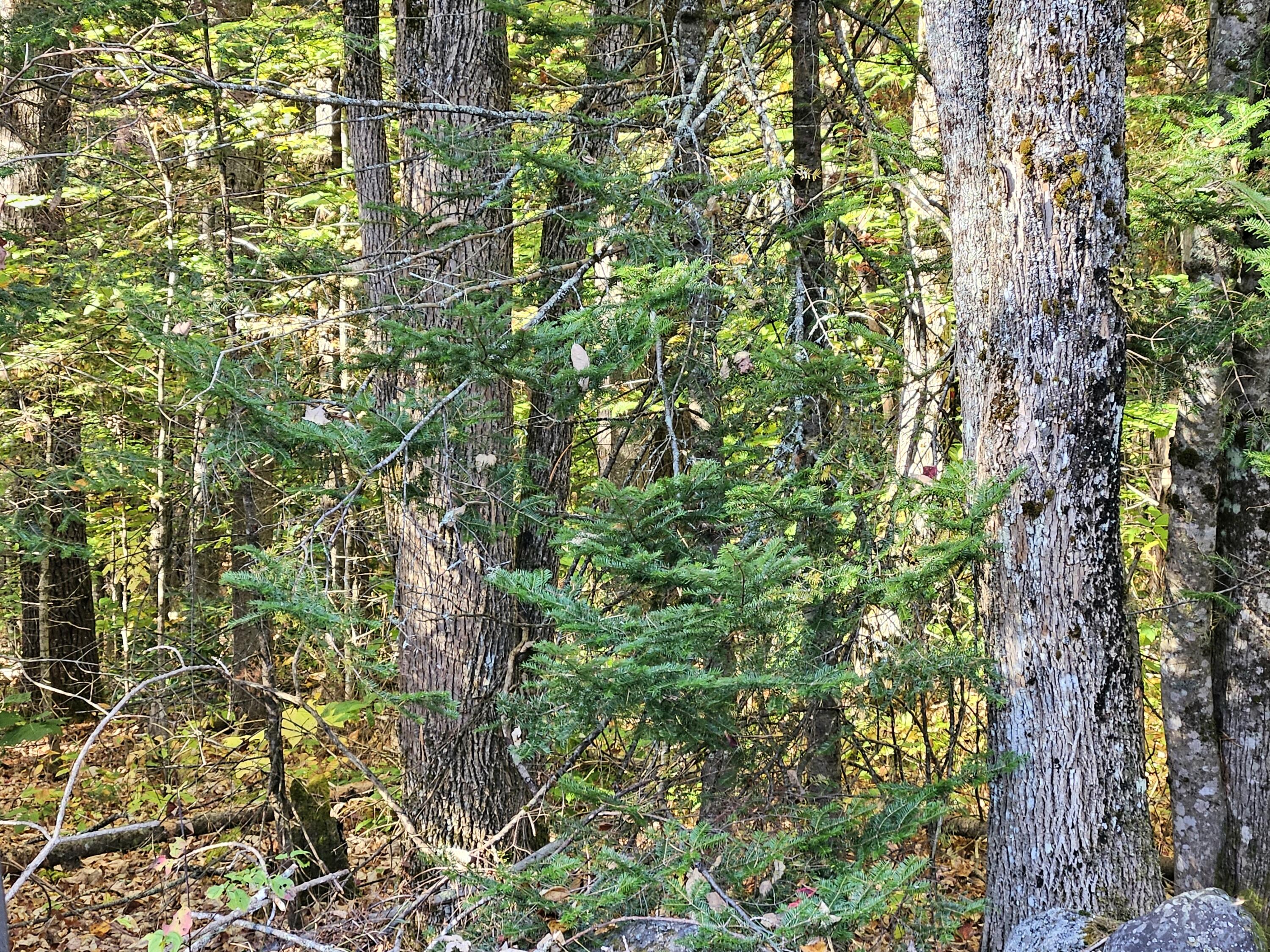 Lot 65 Church Street Brownville ME 04414