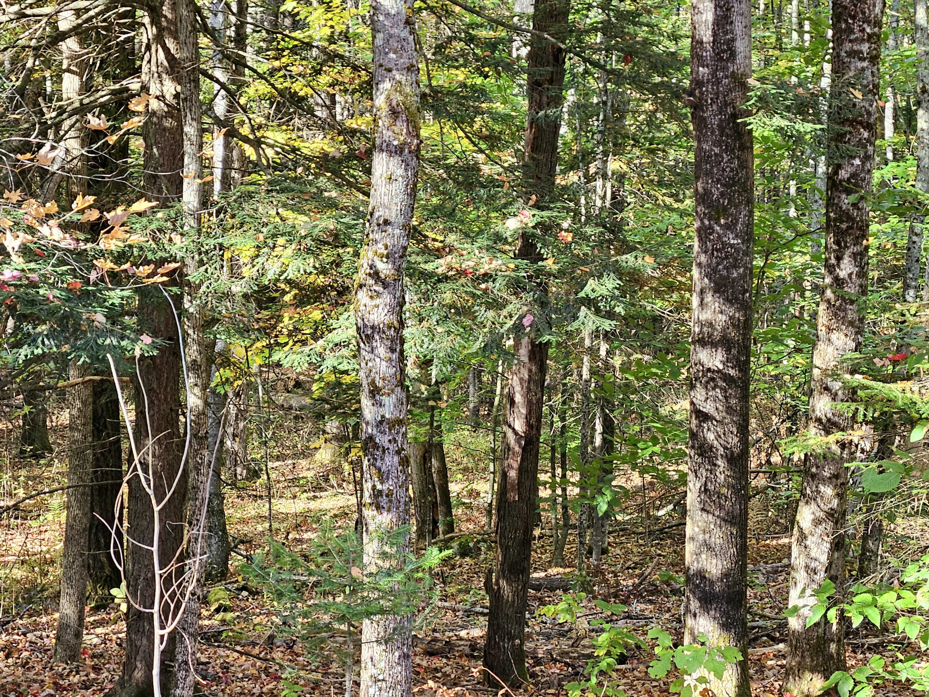 Lot 65 Church Street Brownville ME 04414