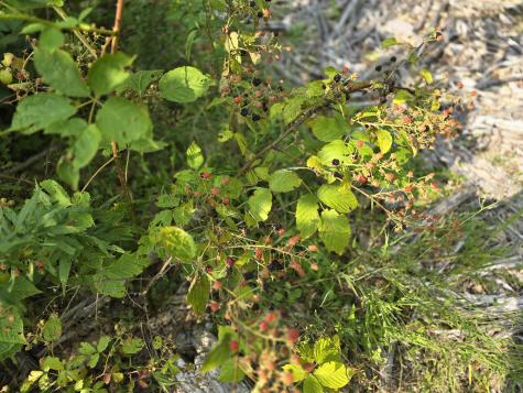 LOT7 Bear Brook Subdivision Sebec ME 04481