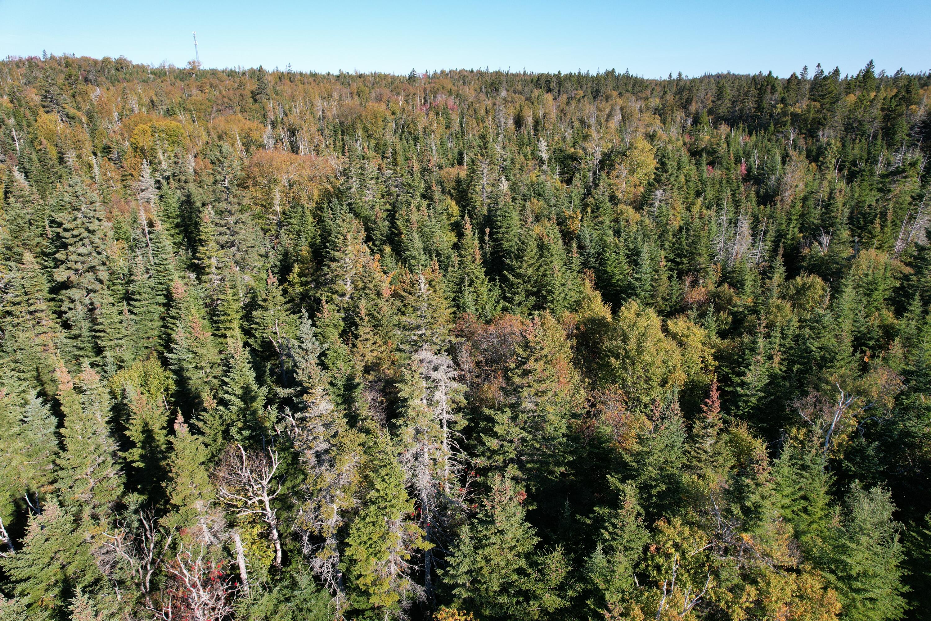 Lot 25 H Boot Cove Road Lubec ME 04652