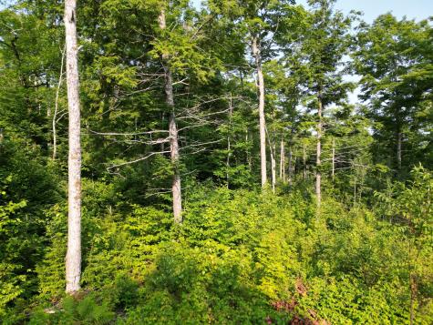 Lot 33-4 West Road Springfield ME 04487