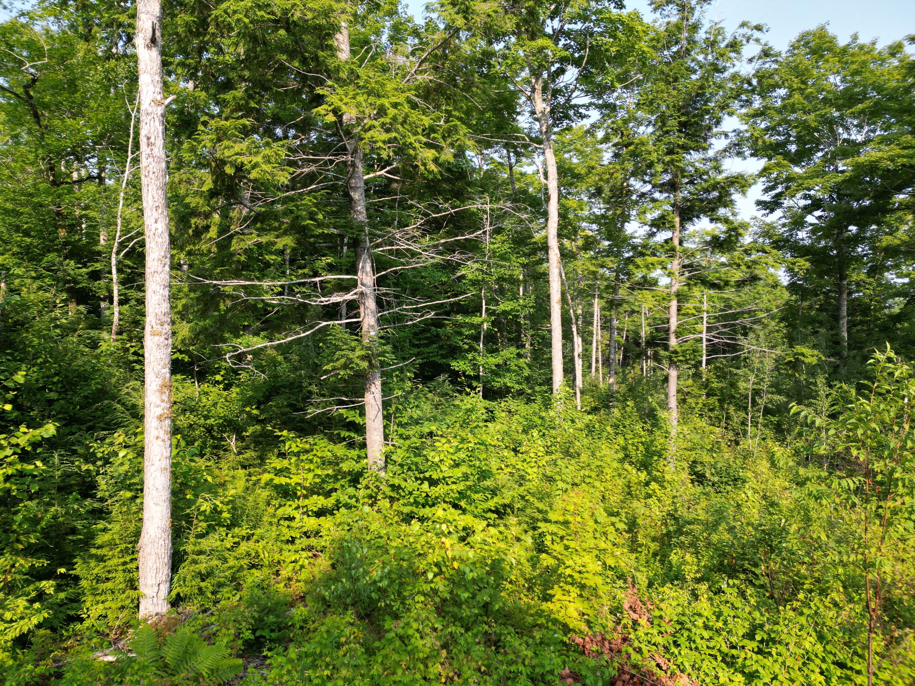 Lot 33-4 West Road Springfield ME 04487