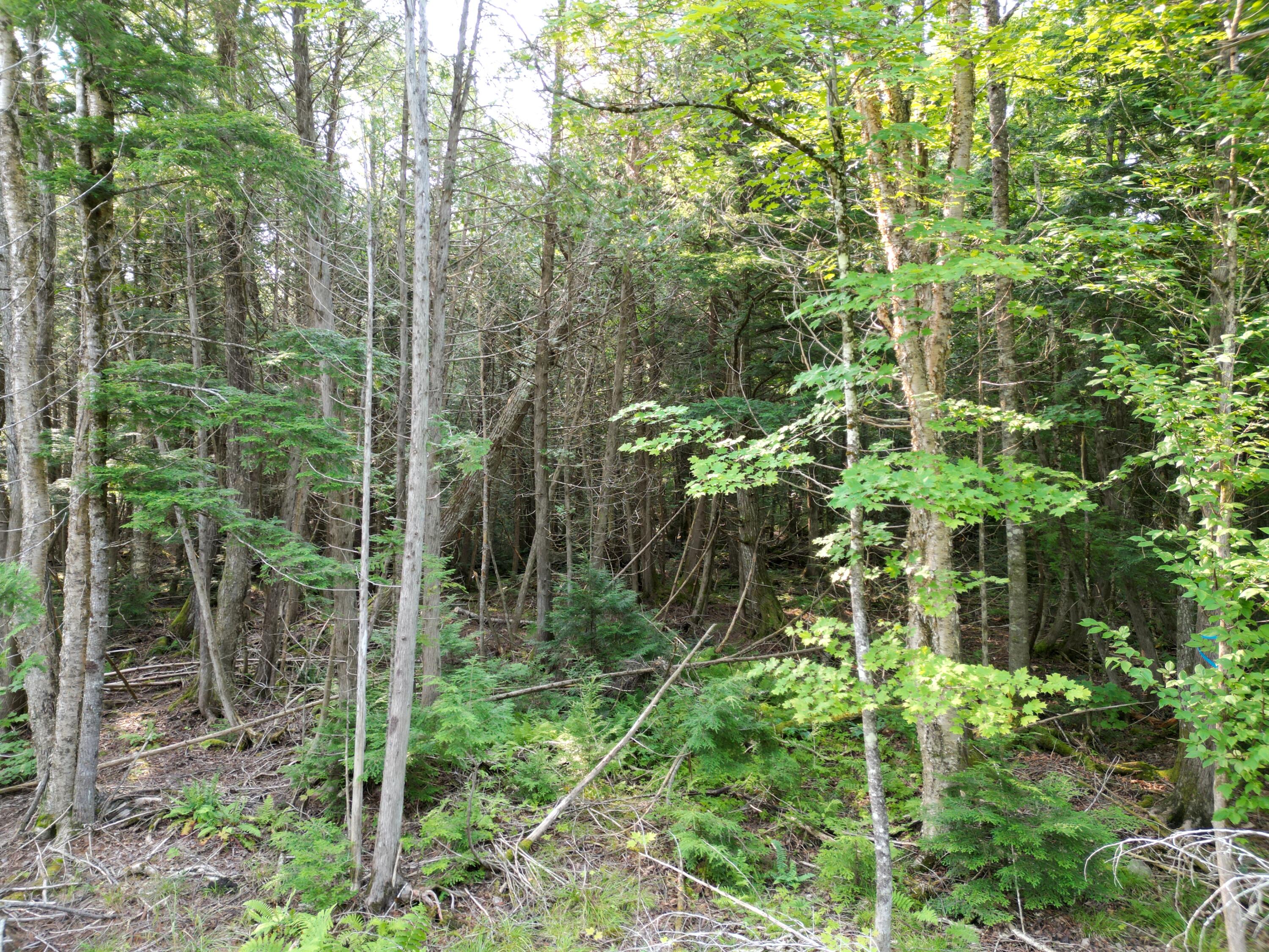 Lot 33-4 West Road Springfield ME 04487