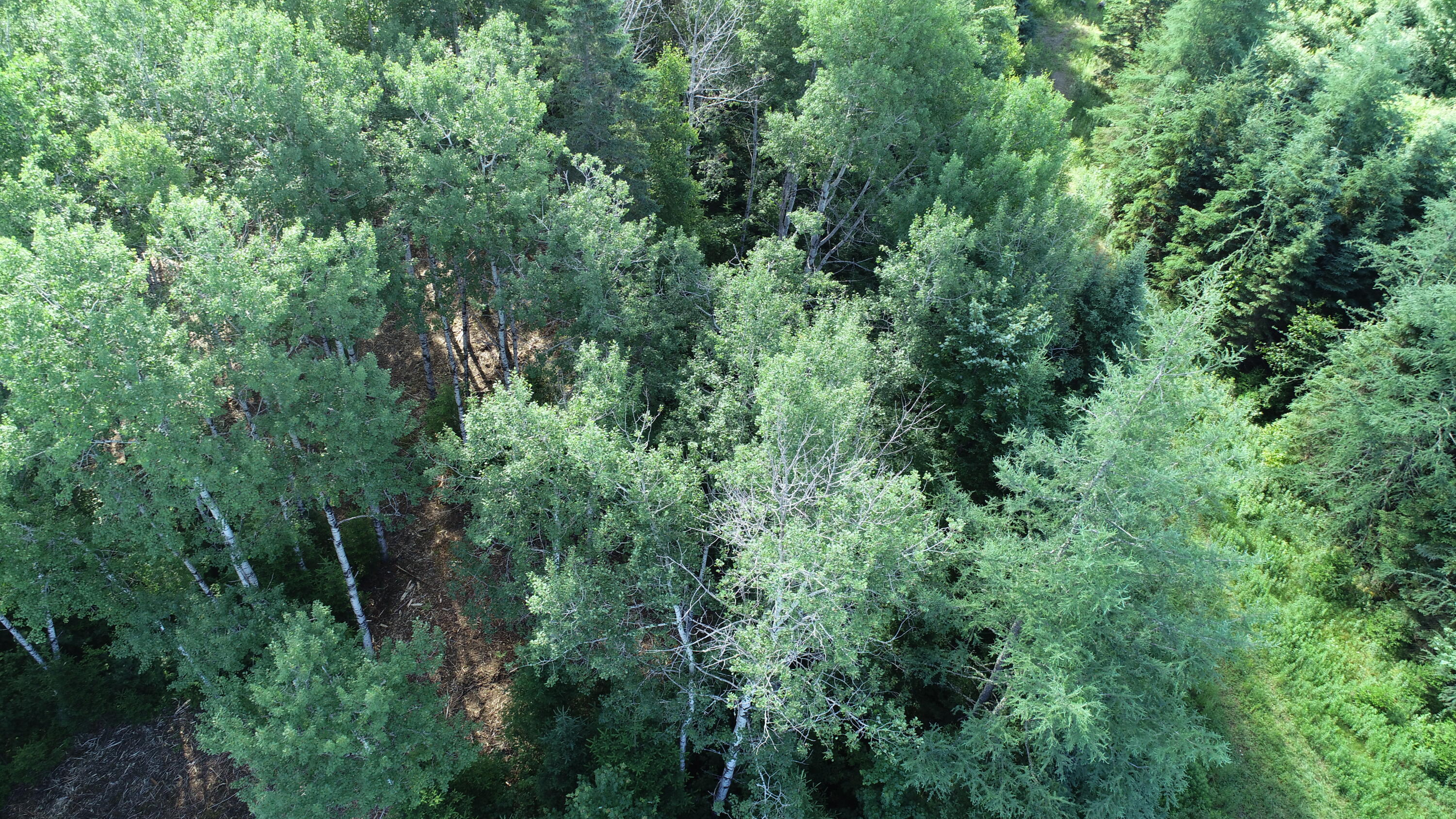 Lot 39 Smith (haney) Road Cary Plt ME 04471