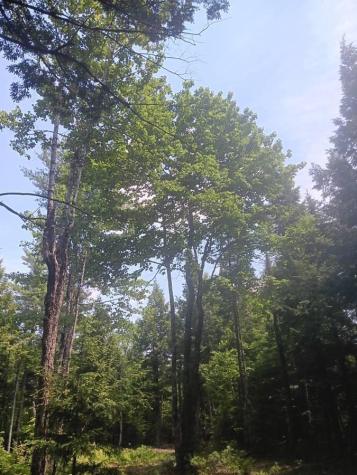 Lot #20 Peaceful Point Road Waltham ME 04605