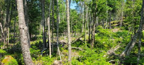 Lot 84 Duck Cove Road Roque Bluffs ME 04654