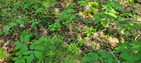 Lot 84 Duck Cove Road Roque Bluffs ME 04654