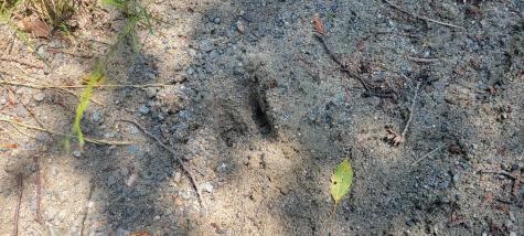 Lot 84 Duck Cove Road Roque Bluffs ME 04654