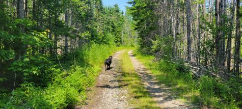 Lot 84 Duck Cove Road Roque Bluffs ME 04654