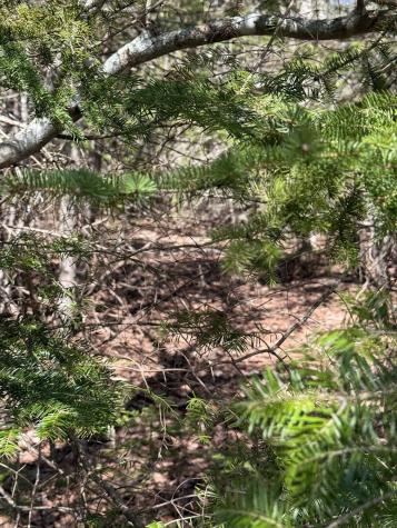 Lot 7-10 Us Route 1 Robbinston ME 04671