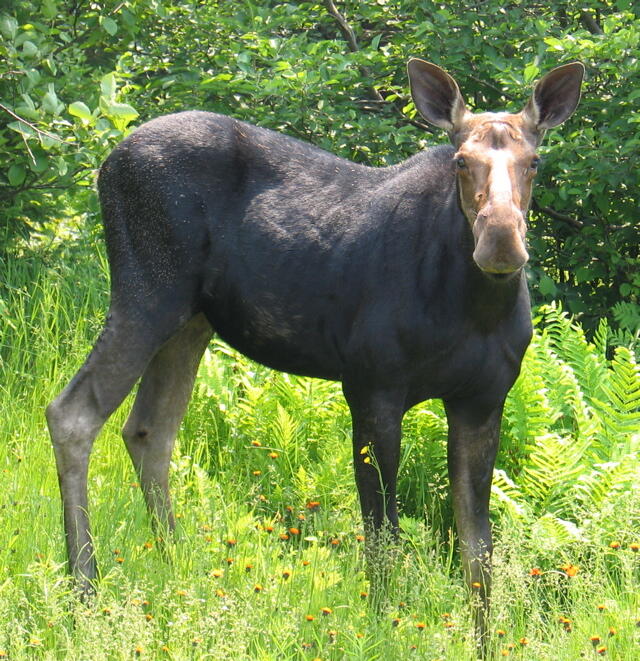 M12/41-123 Taylor Farm Road Rangeley ME 04970