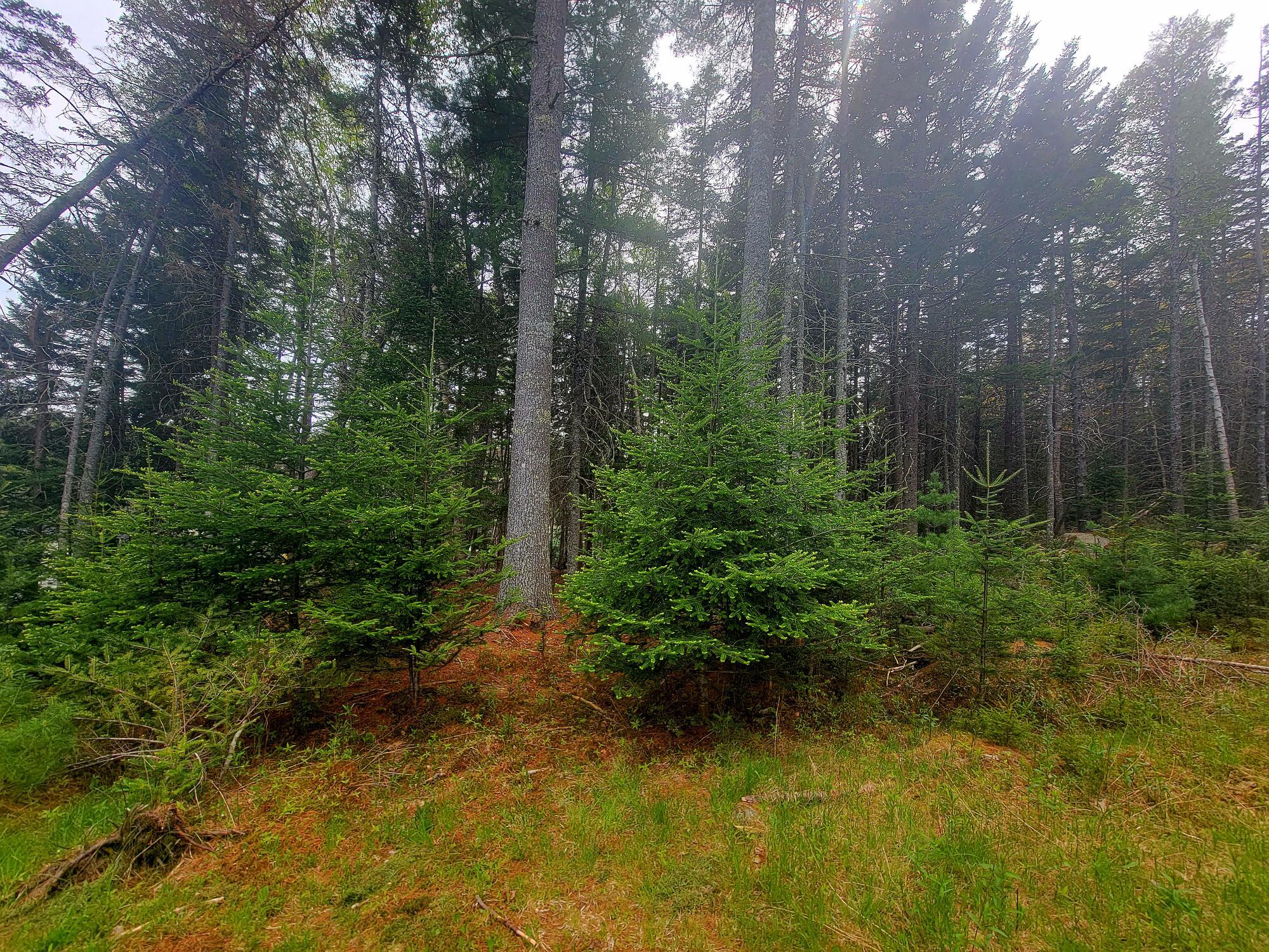 Lot # 72 Oceanville Road Stonington ME 04681
