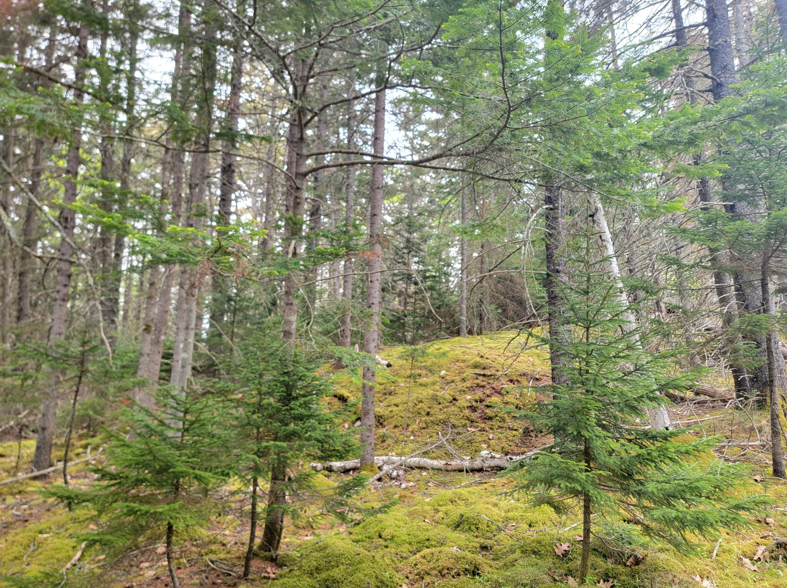 Lot # 72 Oceanville Road Stonington ME 04681