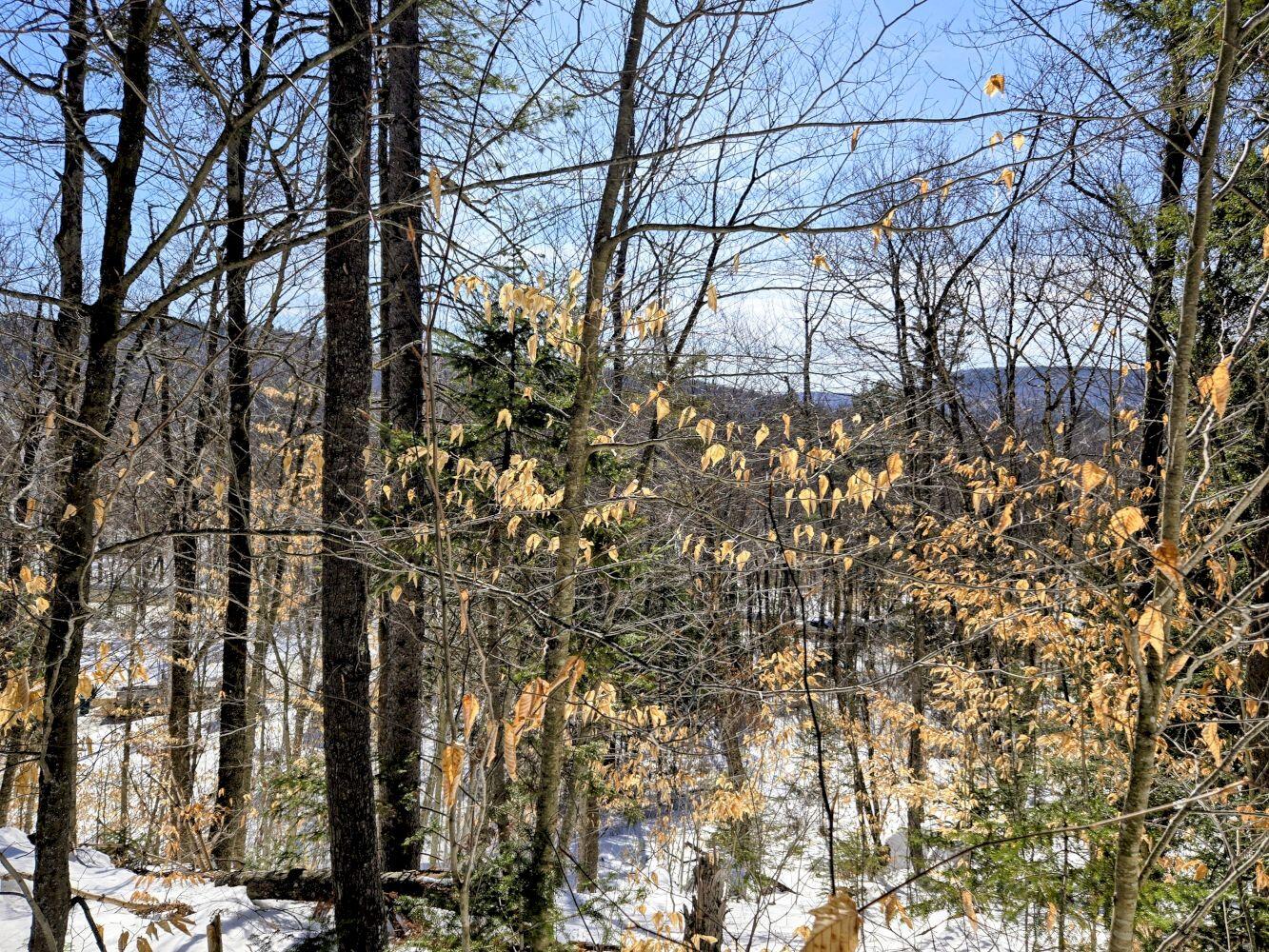 Lot 10c Staples Pond Road Temple ME 04984