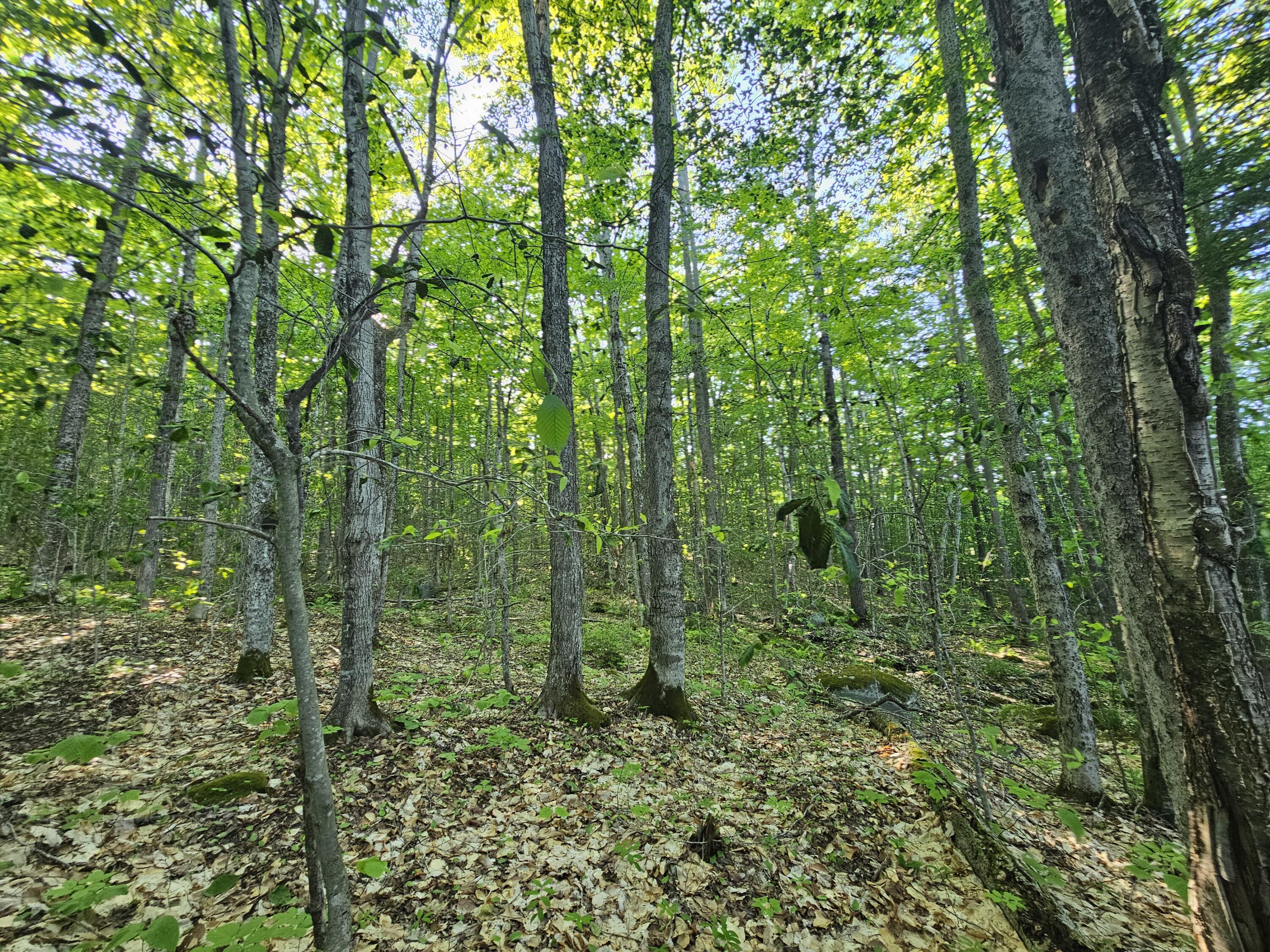 PL5,6,9,10 Great Moose Drive Hartland ME 04493