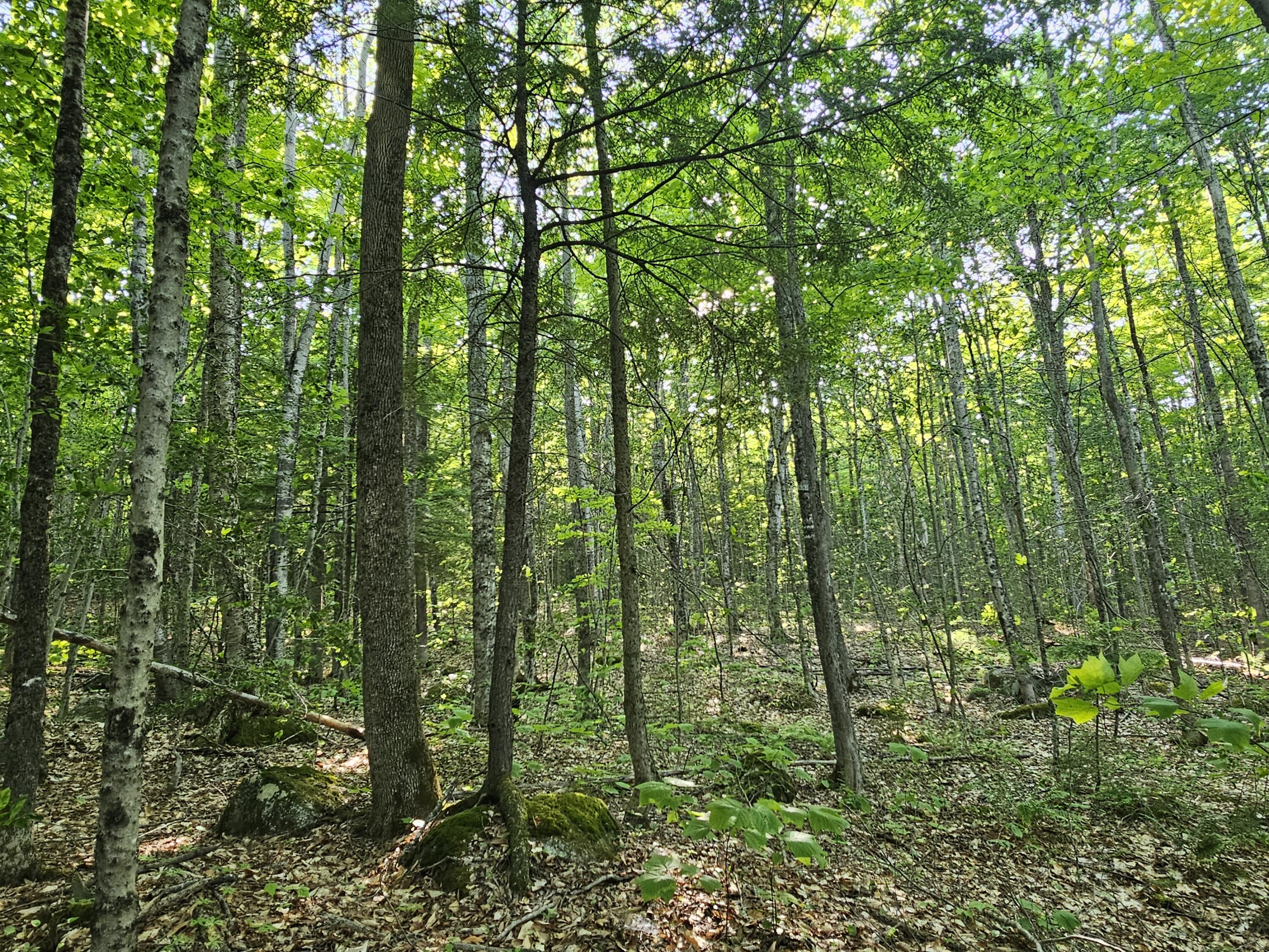 PL5,6,9,10 Great Moose Drive Hartland ME 04493