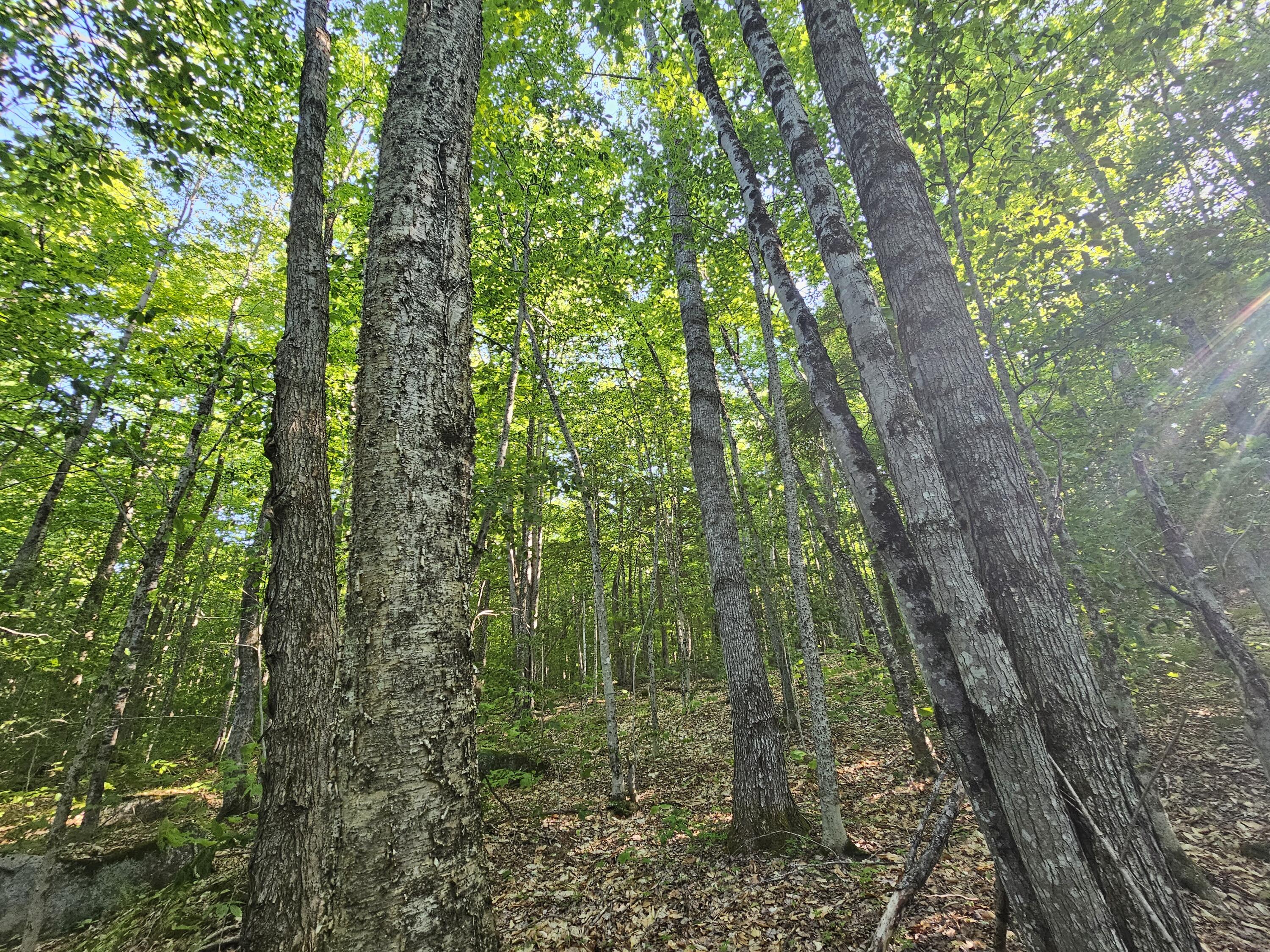 PL5,6,9,10 Great Moose Drive Hartland ME 04493