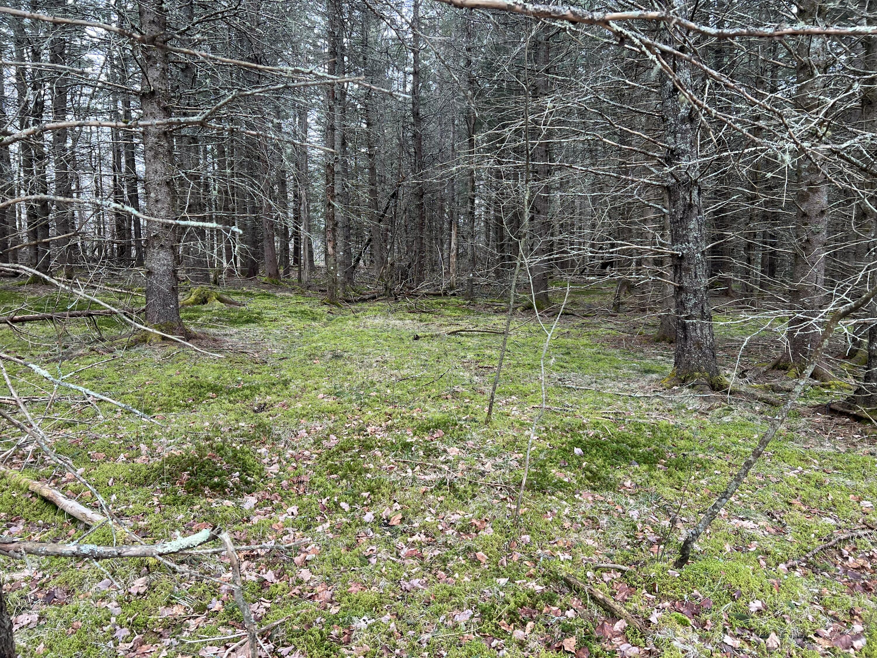 0 Kansas Road Milbridge ME 04658