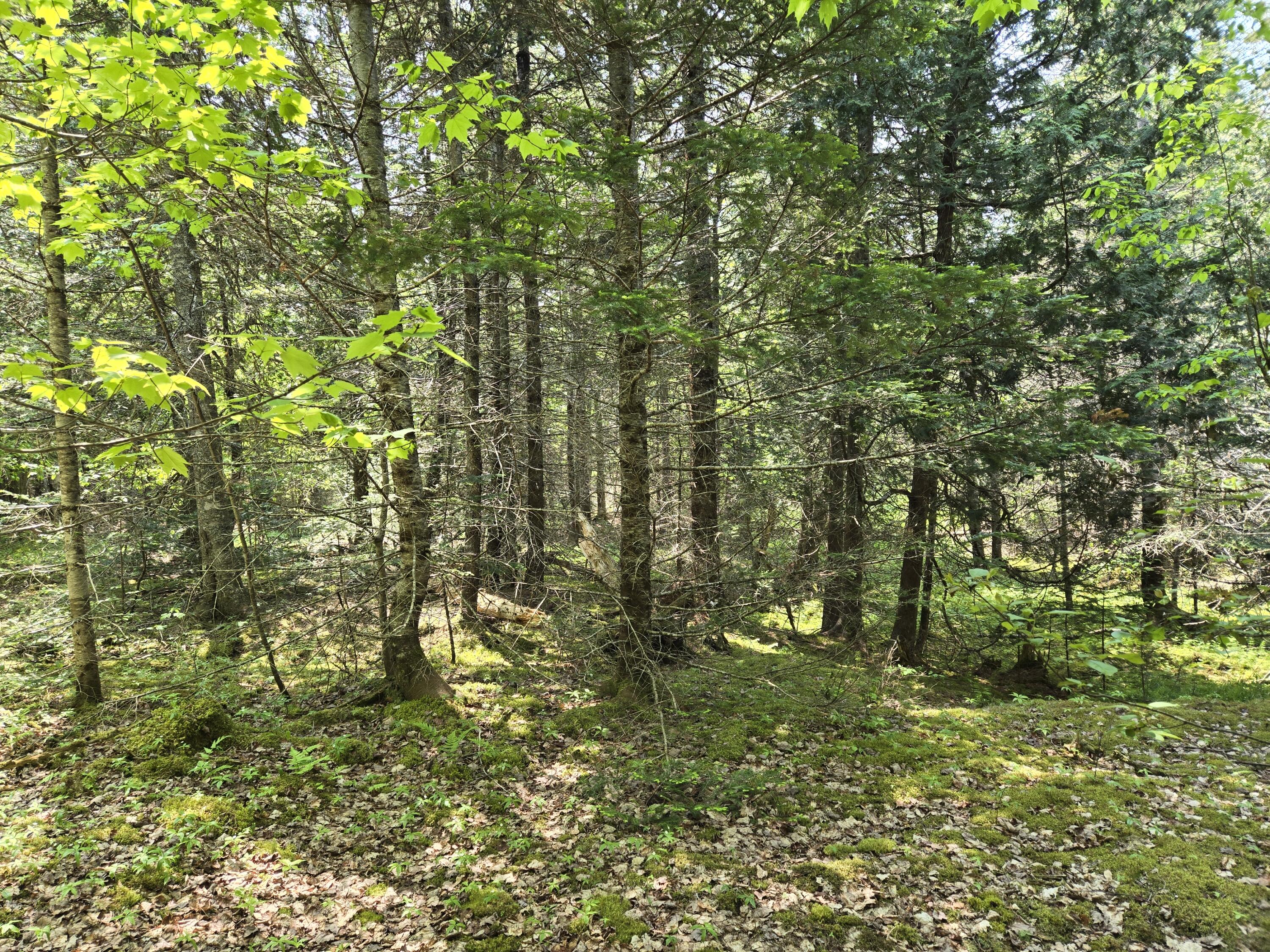 0 Map Wa032 Plan 01 Lot 103.1 Trescott Twp ME 04652