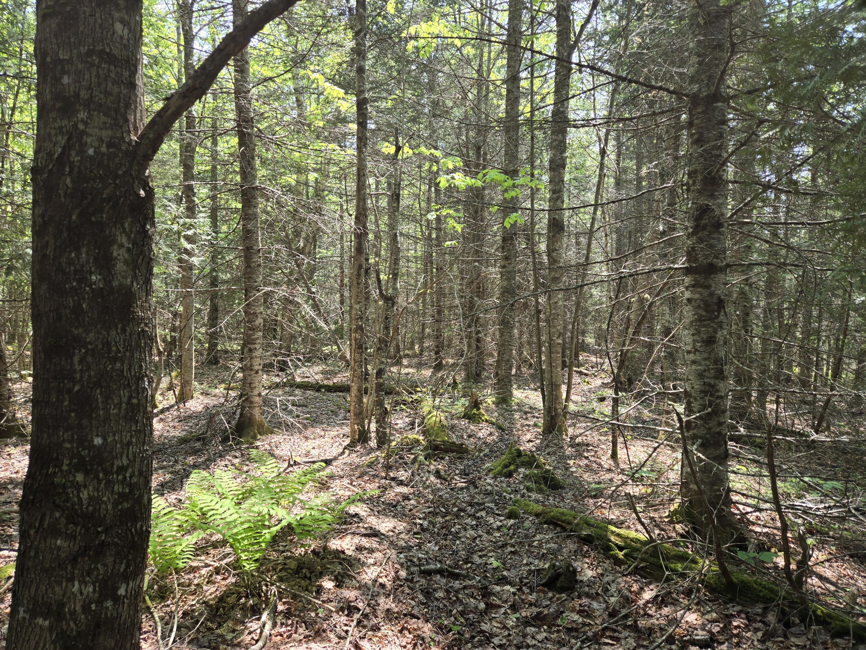 0 Map Wa032 Plan 01 Lot 103.1 Trescott Twp ME 04652