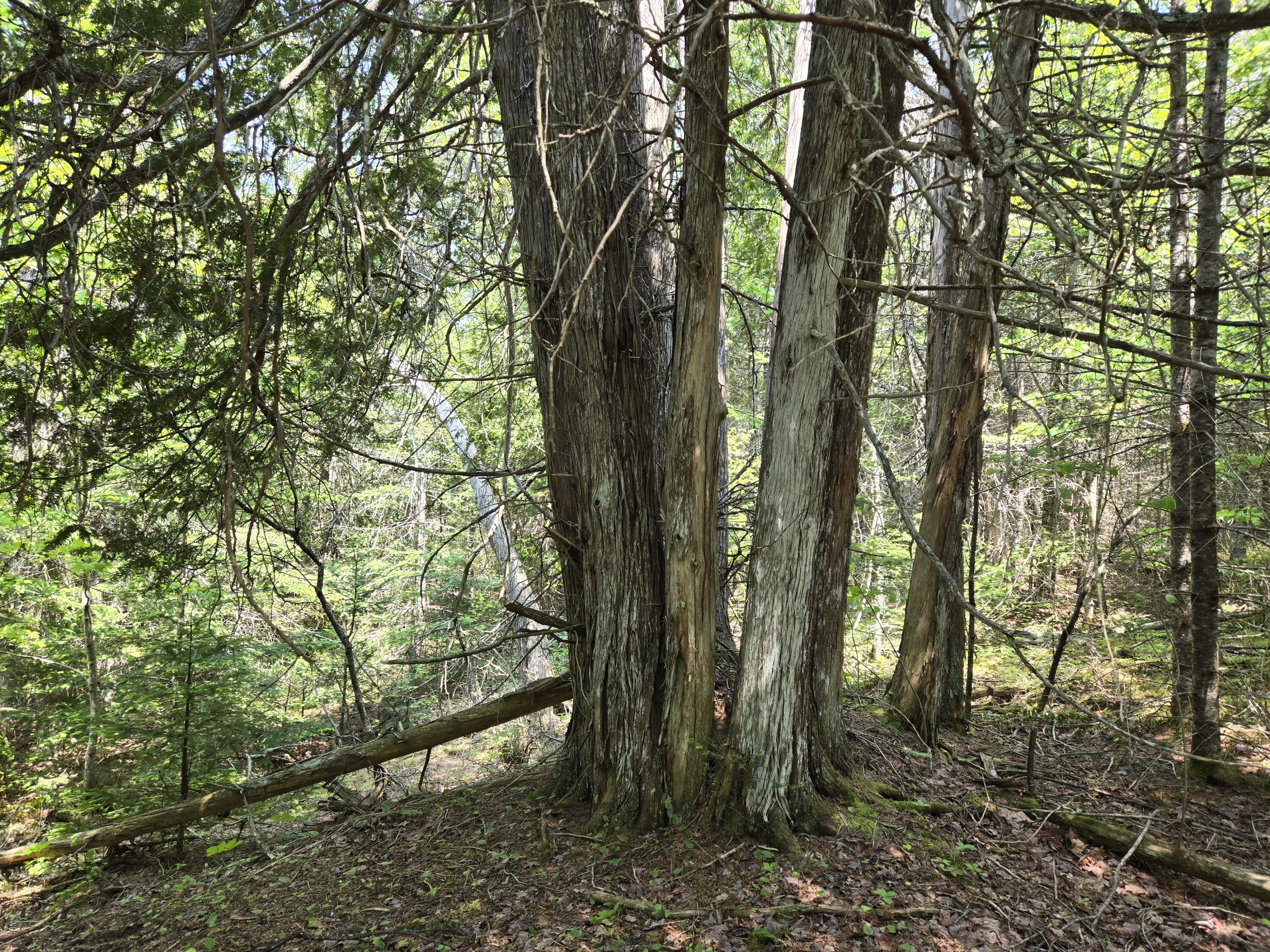 0 Map Wa032 Plan 01 Lot 103.1 Trescott Twp ME 04652