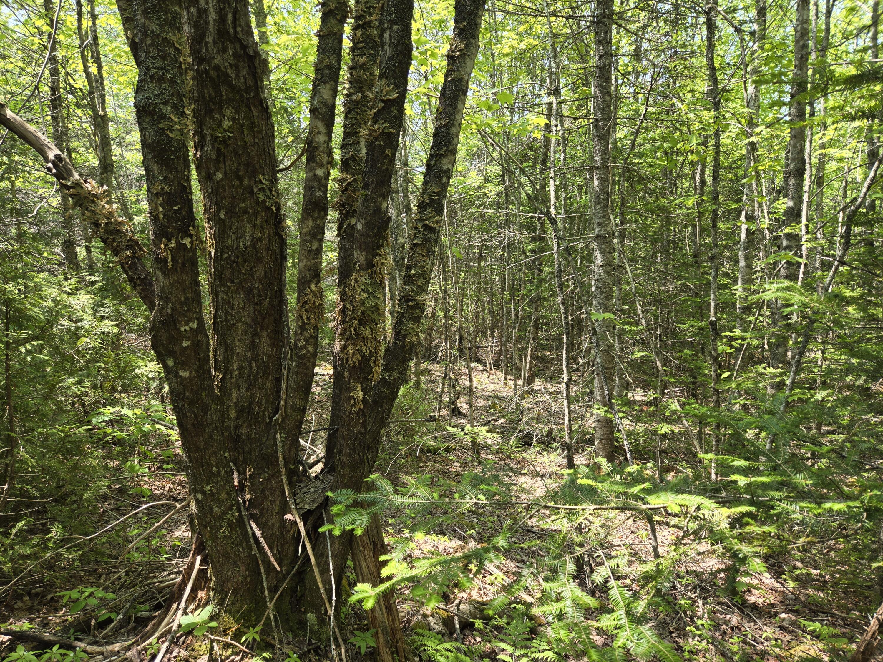 0 Map Wa032 Plan 01 Lot 103.1 Trescott Twp ME 04652