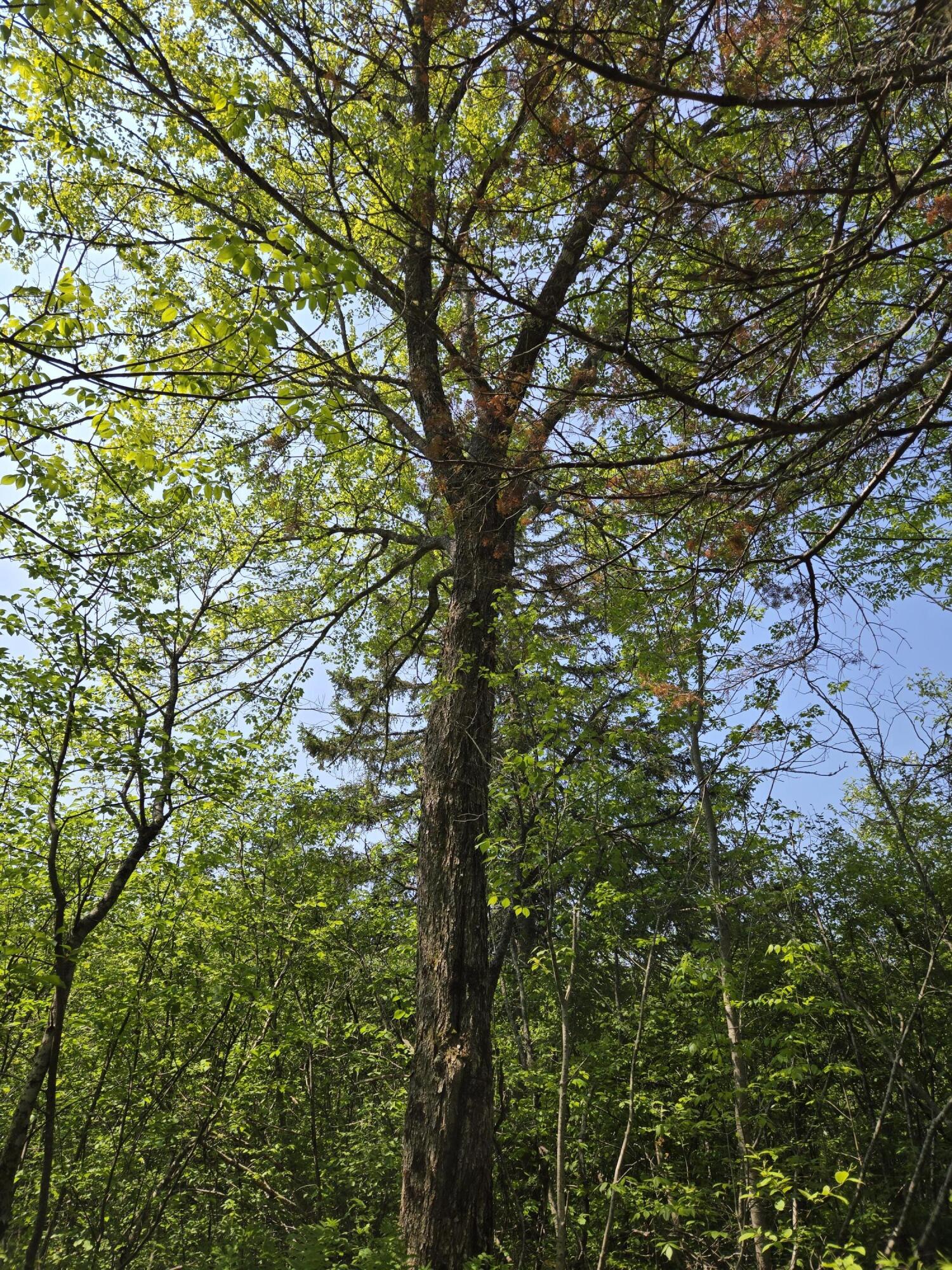 0 Map Wa032 Plan 01 Lot 103.1 Trescott Twp ME 04652