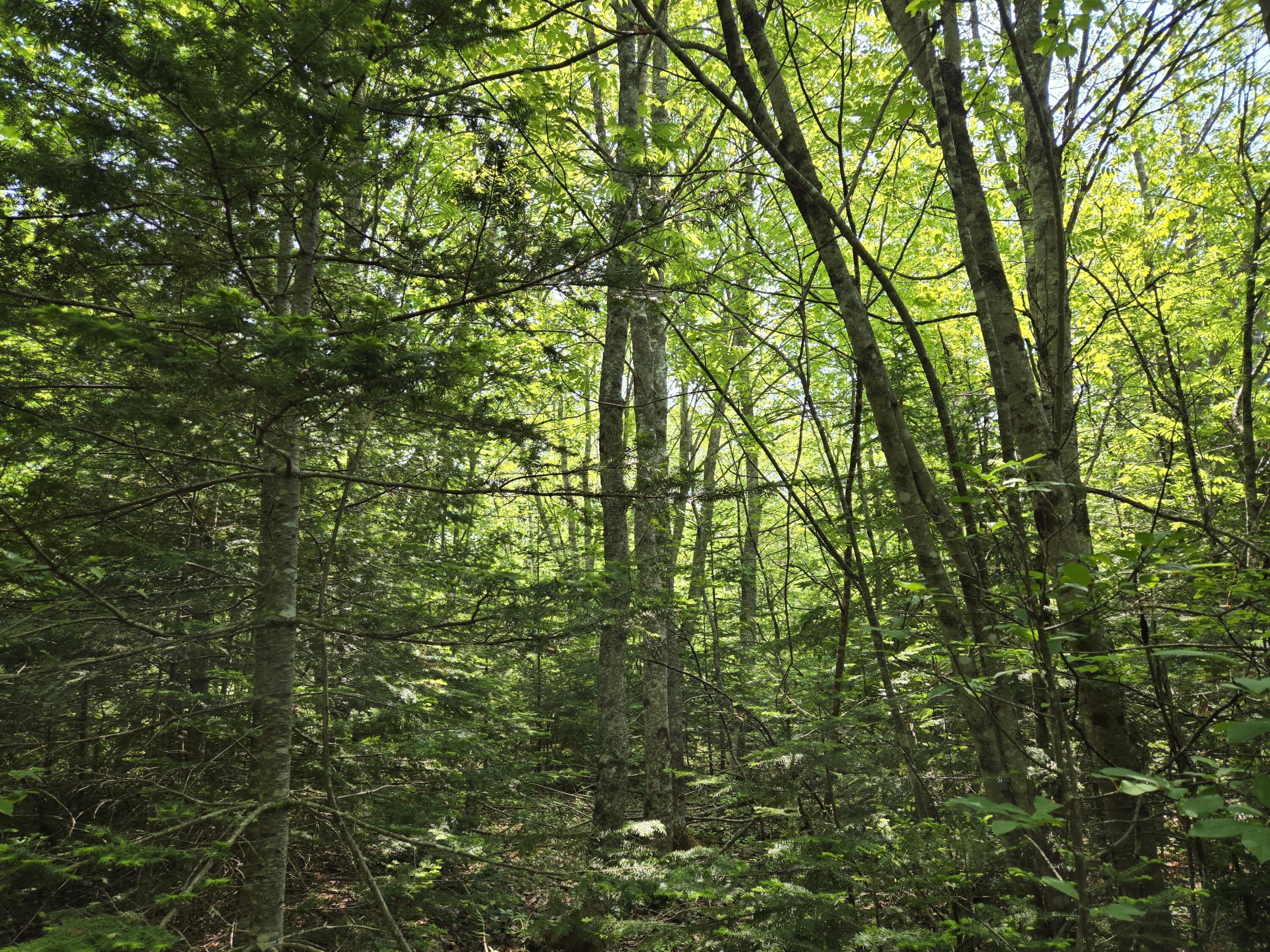 0 Map Wa032 Plan 01 Lot 103.1 Trescott Twp ME 04652