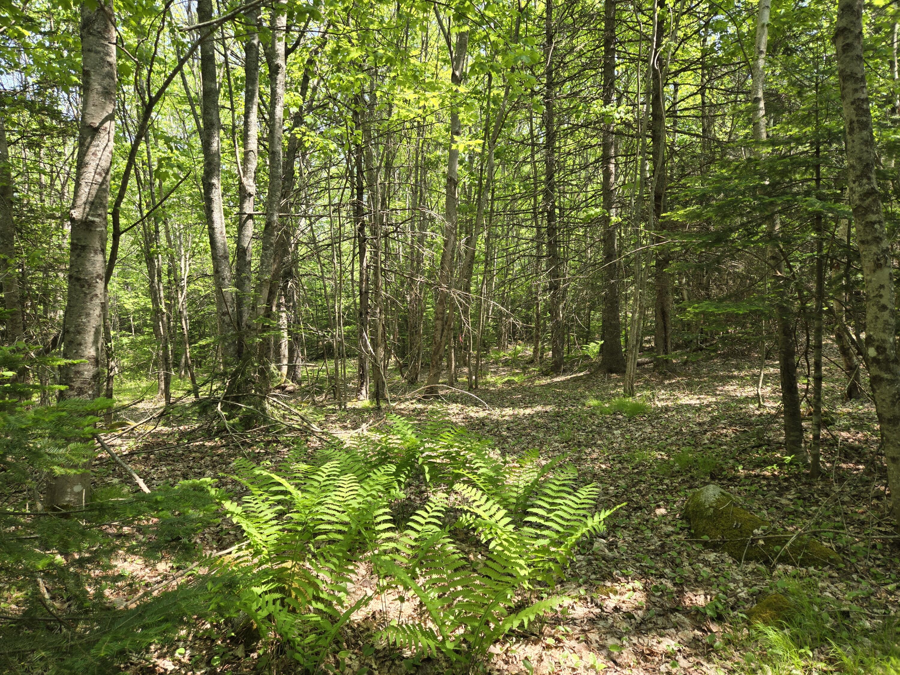 0 Map Wa032 Plan 01 Lot 103.1 Trescott Twp ME 04652