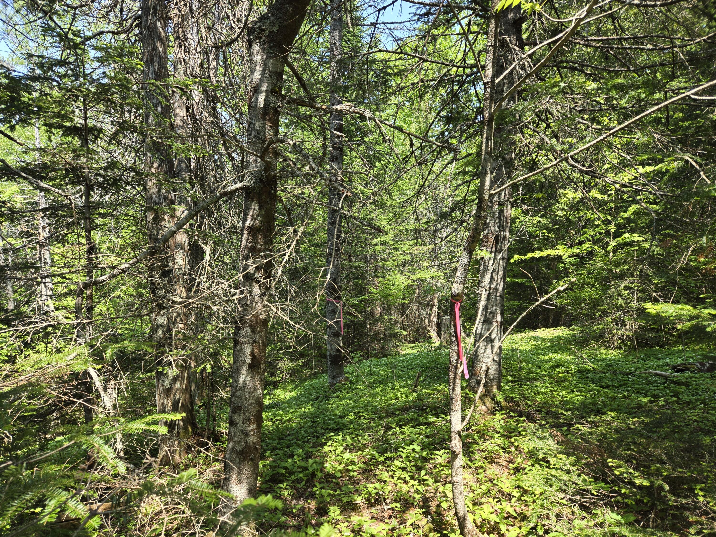 0 Map Wa032 Plan 01 Lot 103.1 Trescott Twp ME 04652