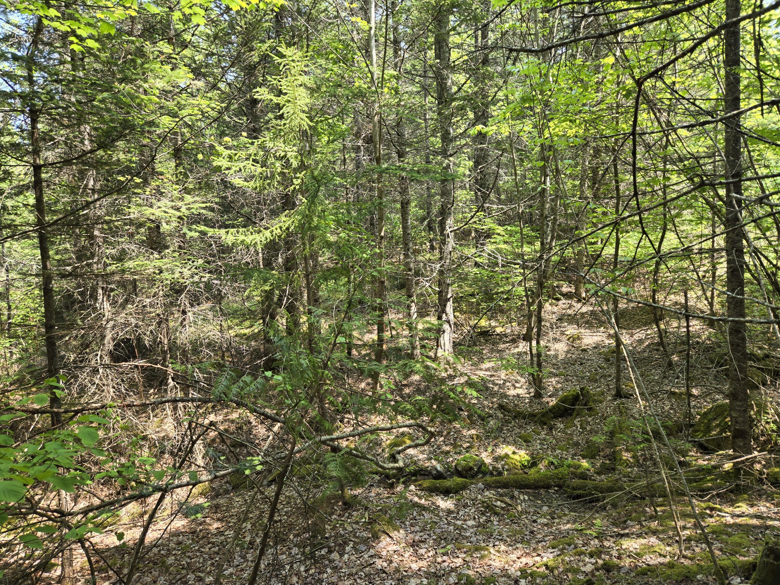 0 Map Wa032 Plan 01 Lot 103.1 Trescott Twp ME 04652