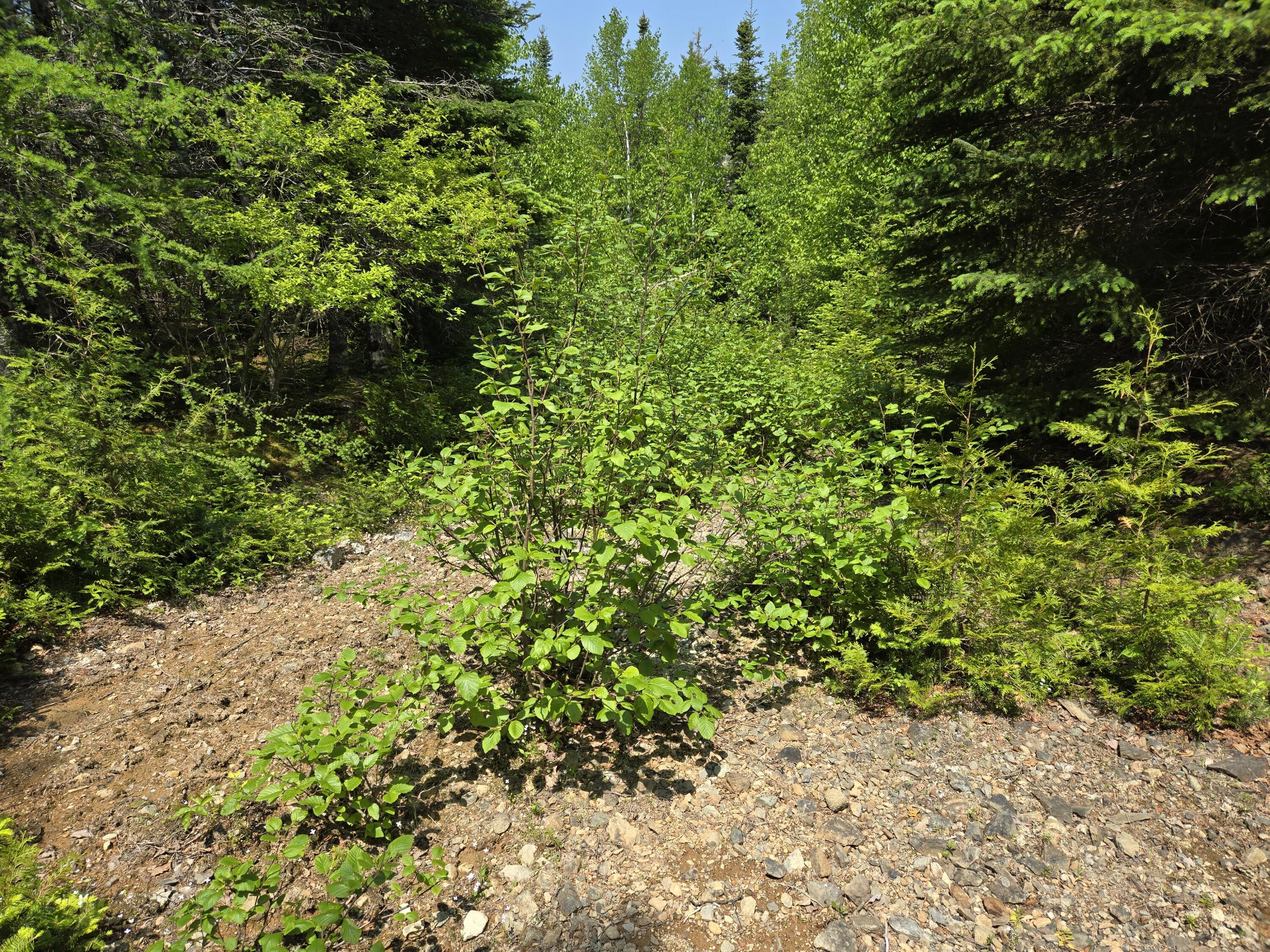 0 Map Wa032 Plan 01 Lot 103.1 Trescott Twp ME 04652