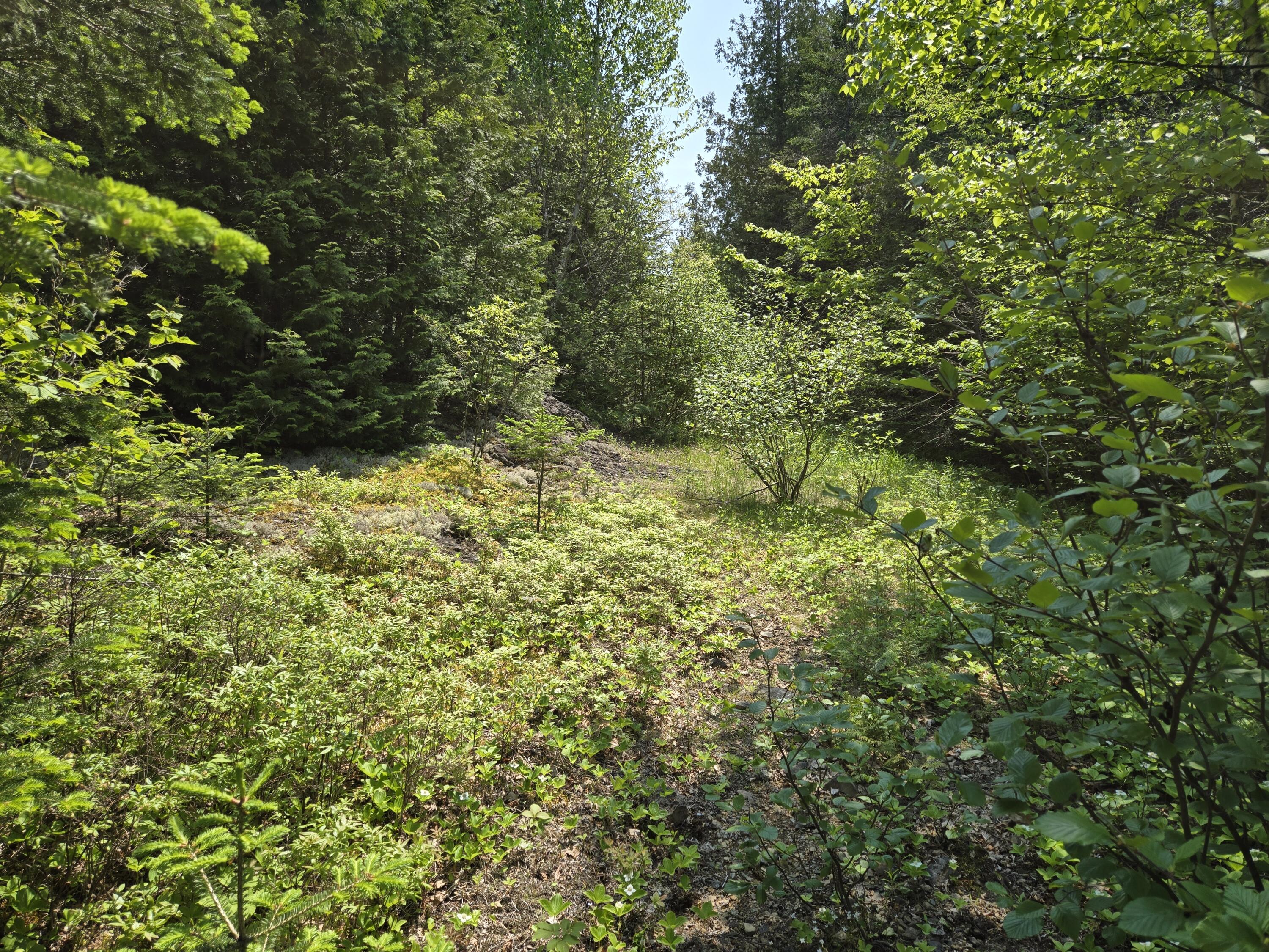 0 Map Wa032 Plan 01 Lot 103.1 Trescott Twp ME 04652