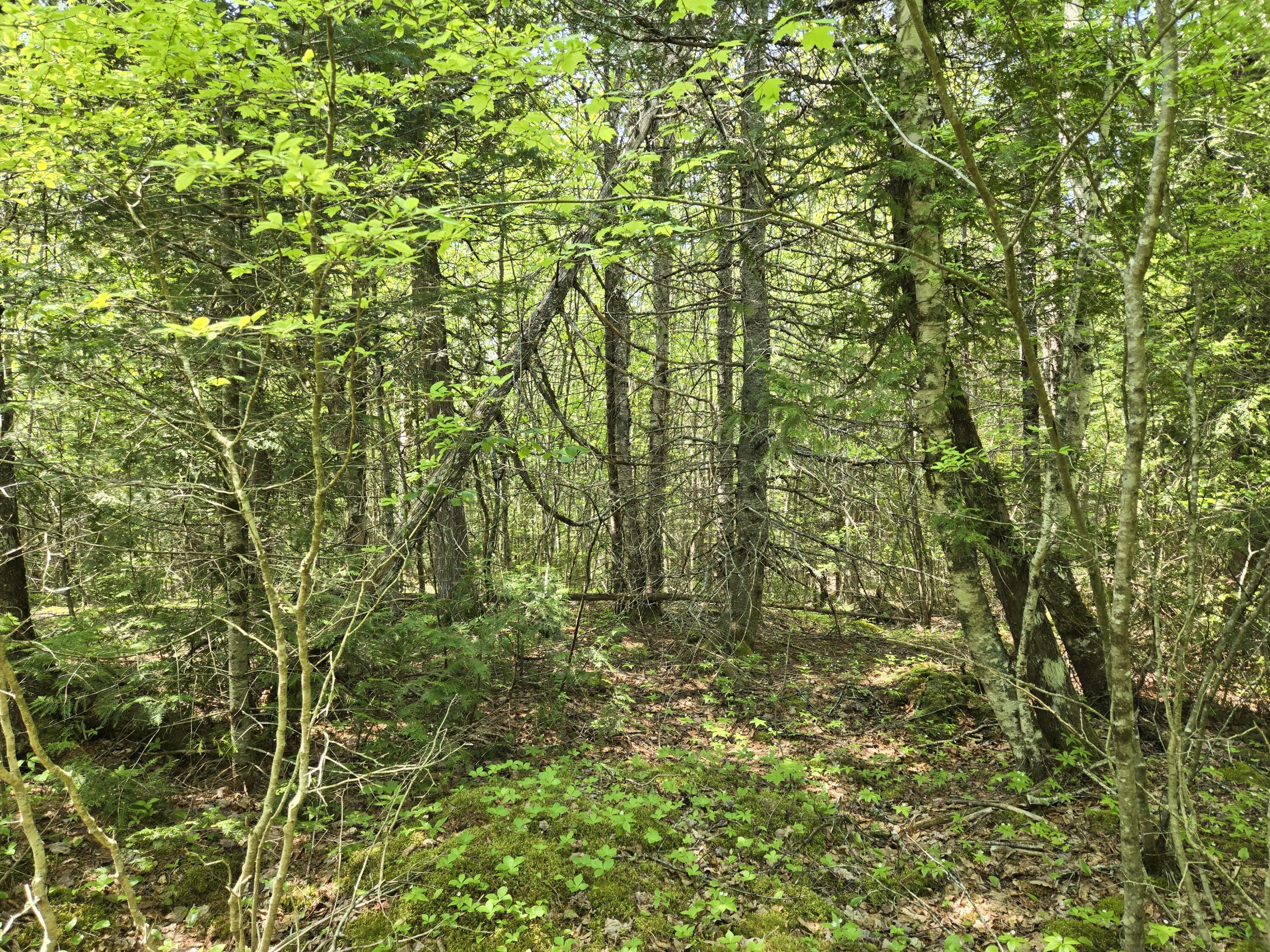 0 Map Wa032 Plan 01 Lot 103.1 Trescott Twp ME 04652