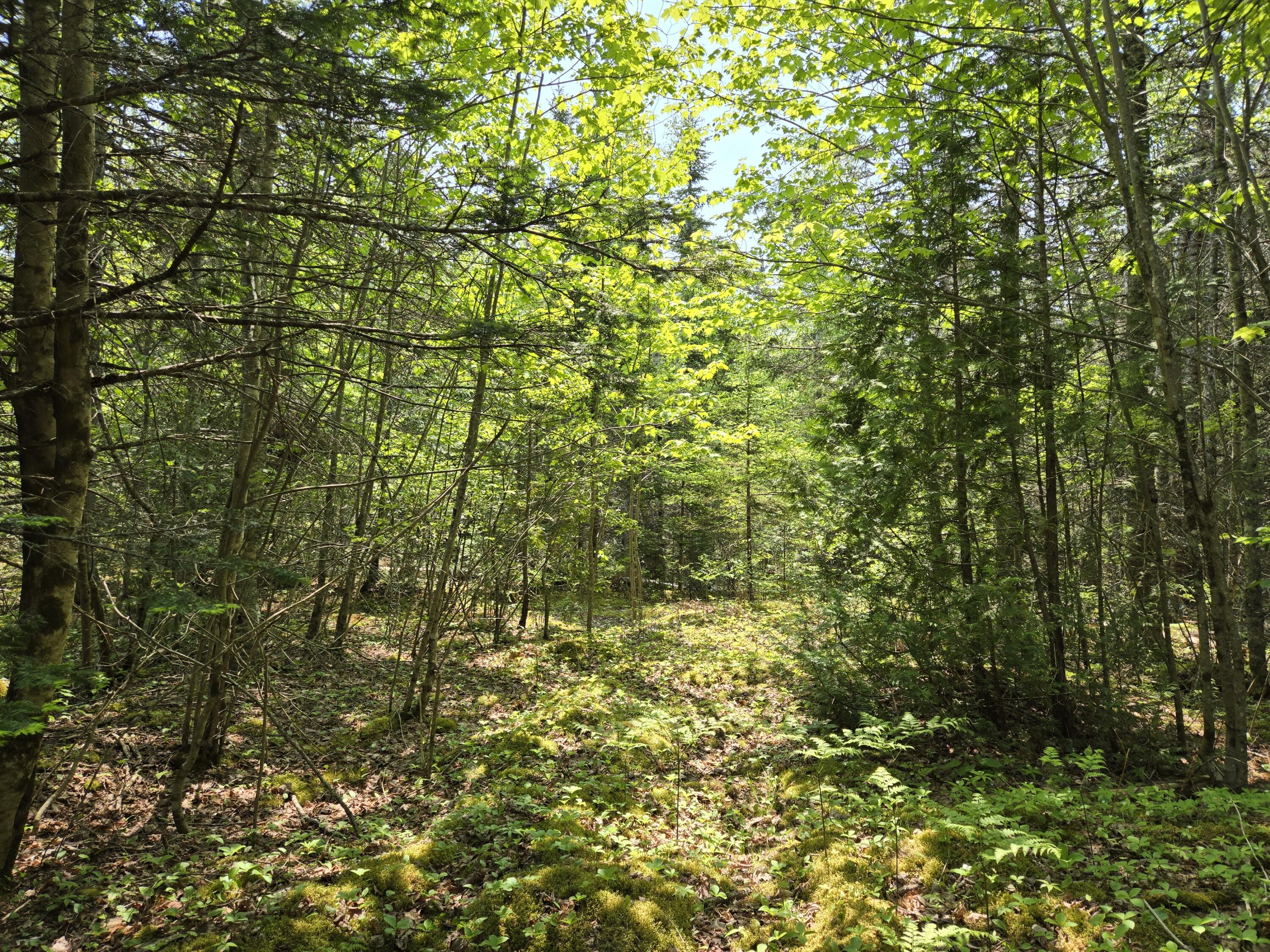 0 Map Wa032 Plan 01 Lot 103.1 Trescott Twp ME 04652