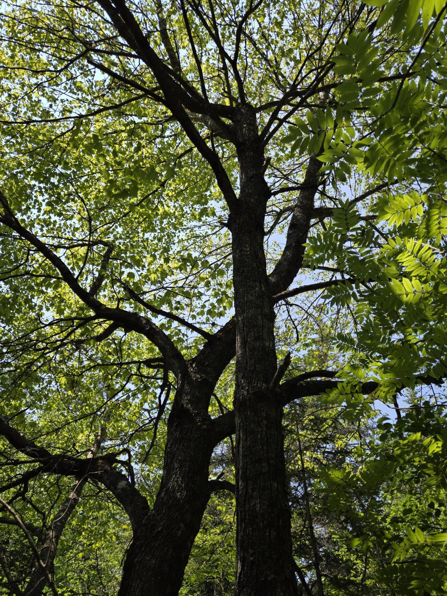 0 Map Wa032 Plan 01 Lot 103.1 Trescott Twp ME 04652