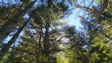 Lot 23 Bay Road Jonesboro ME 04648