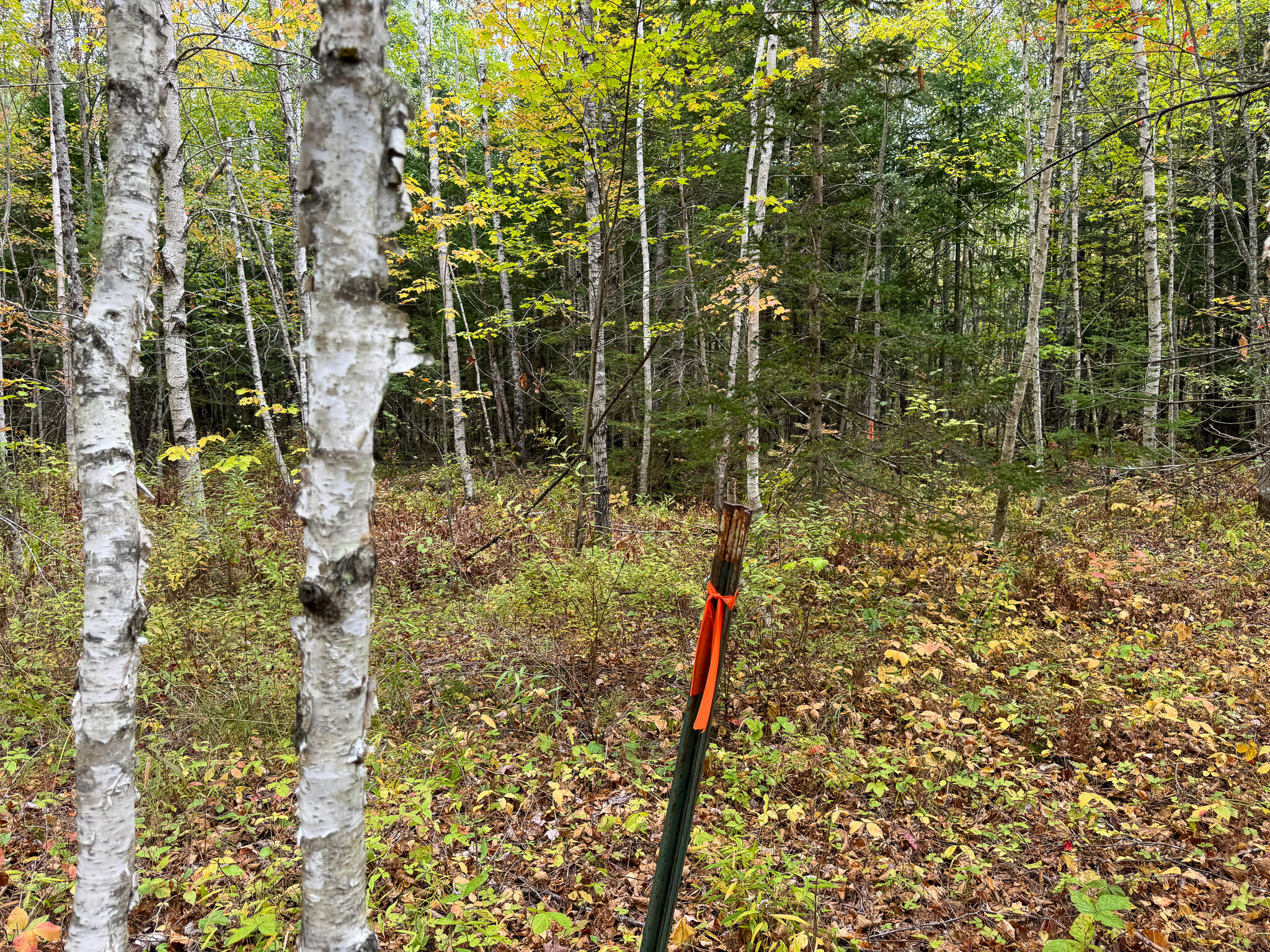 Lot 26 Wolf Run Trail Greenbush ME 04418